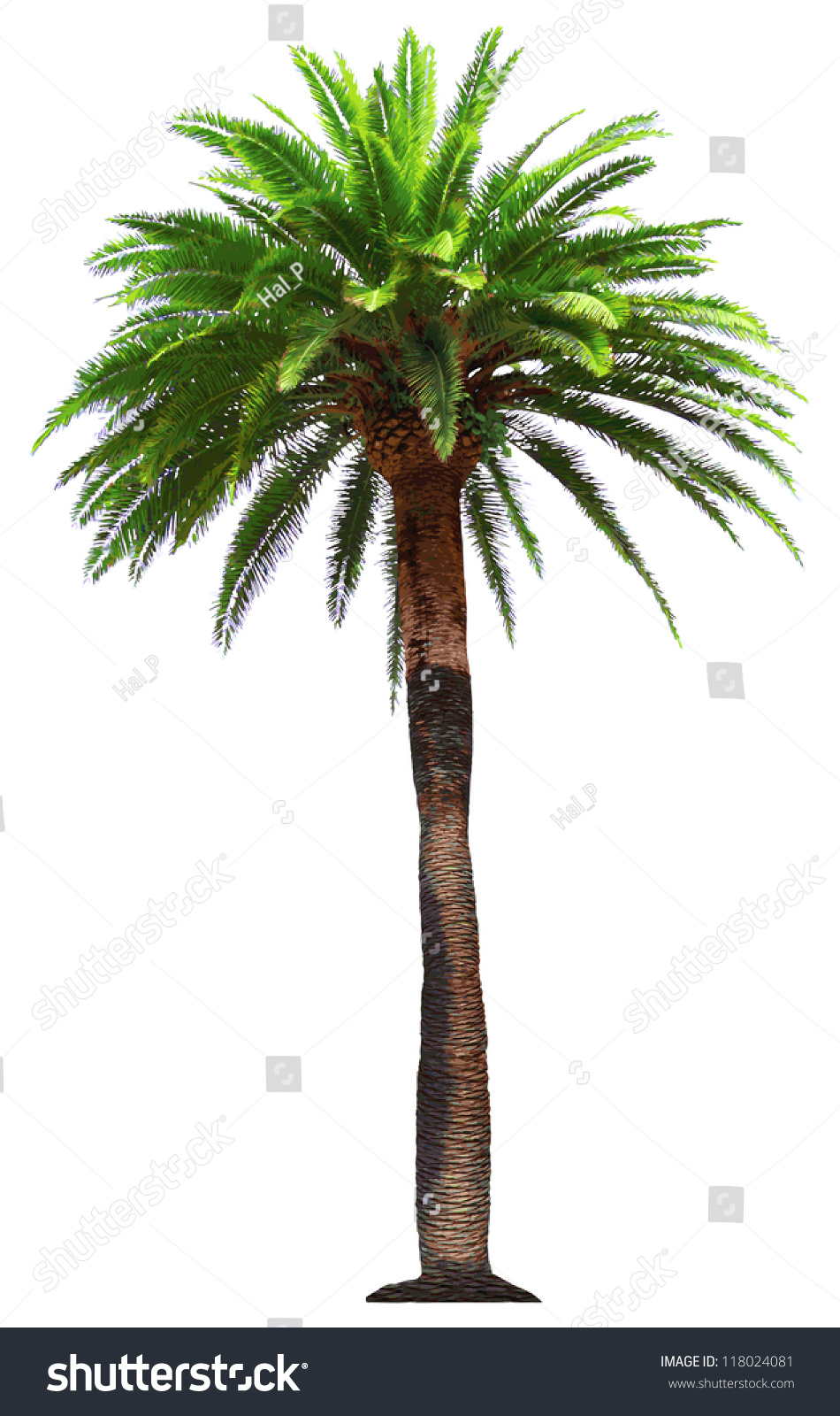 Vector Palm Tree Stock Vector 118024081 - Shutterstock