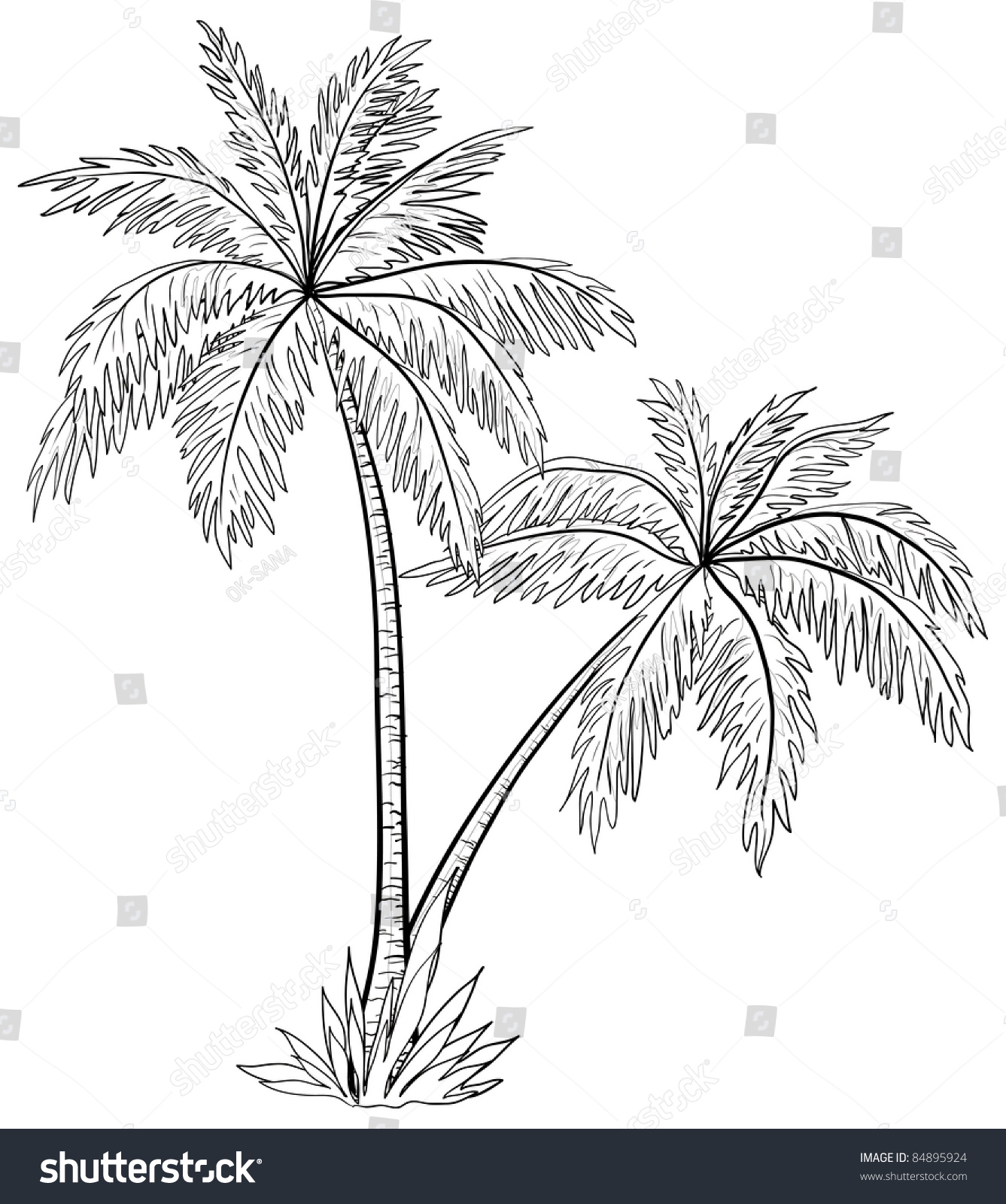 Vector Palm Trees Leaves Monochrome Contours Stock Vector 84895924 ...