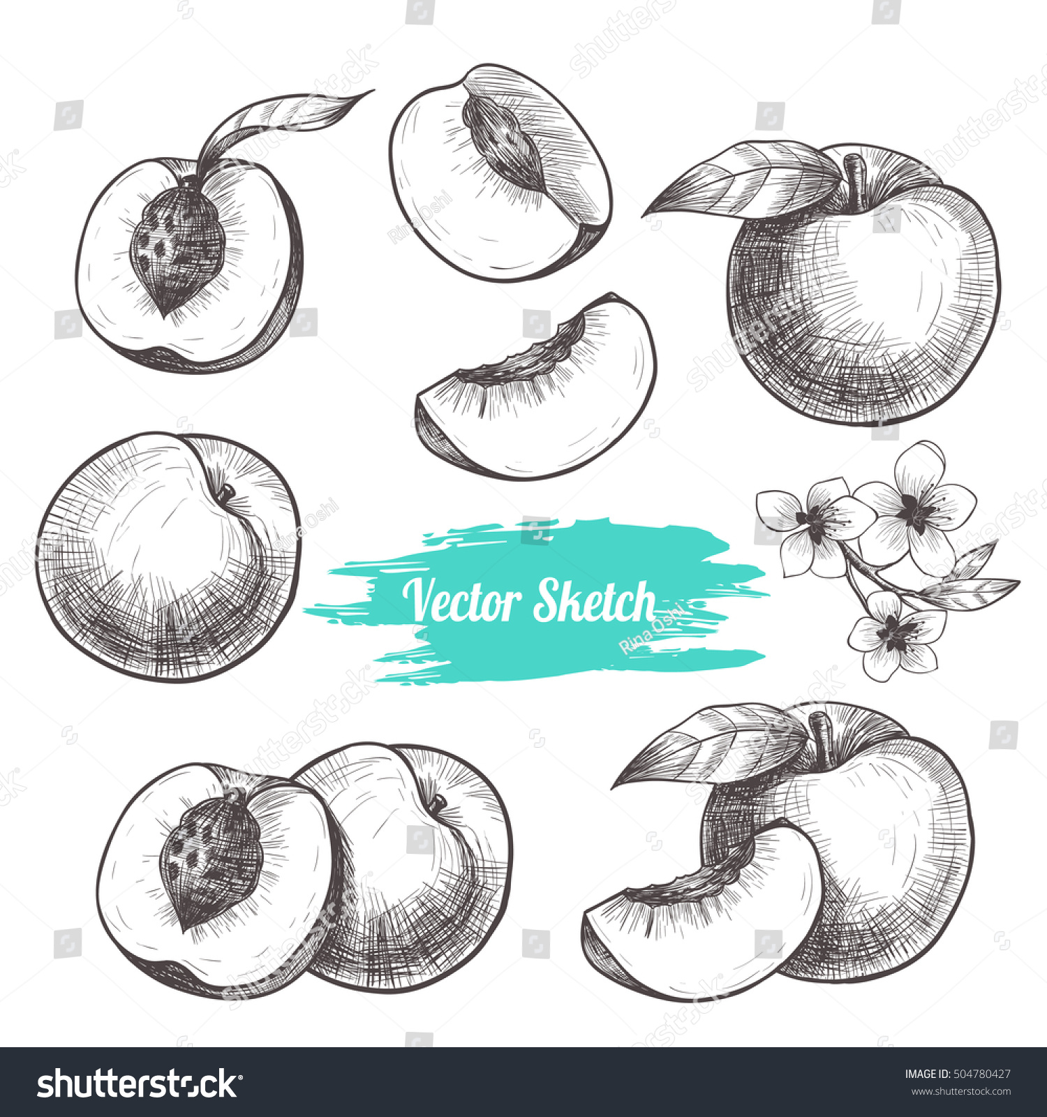 Vector Peaches Hand Drawn Sketch Flowers Stock Vector (Royalty Free ...