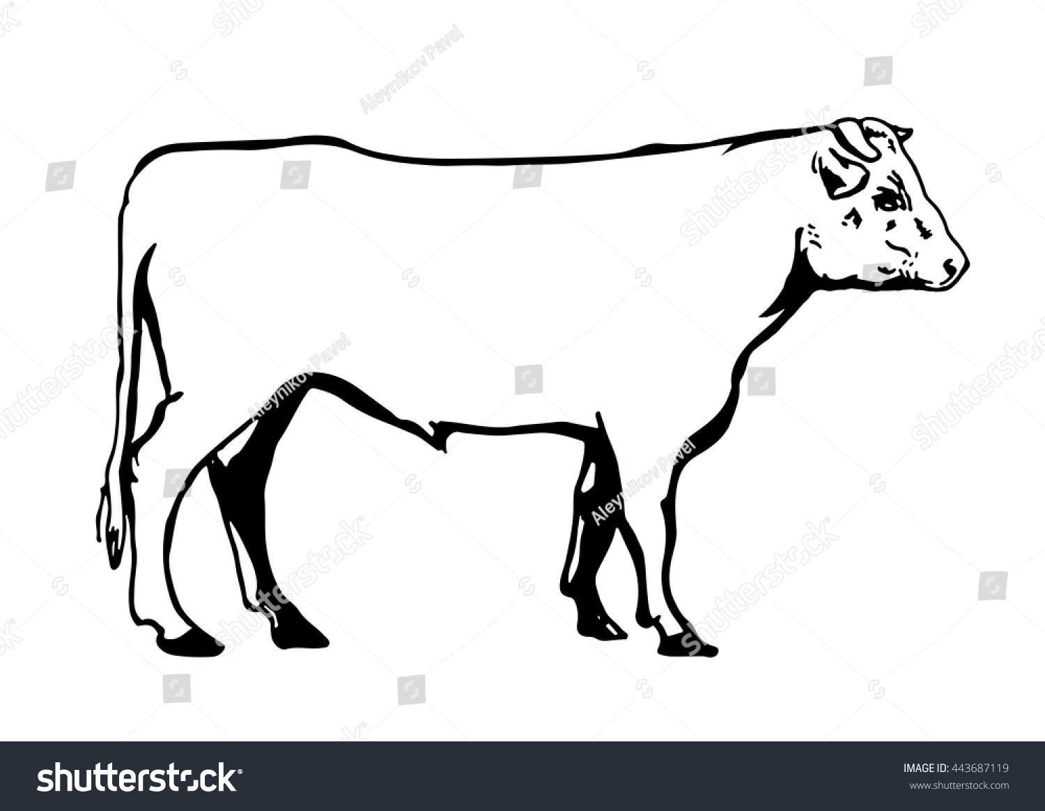 Vector Pic Bull - 443687119 : Shutterstock