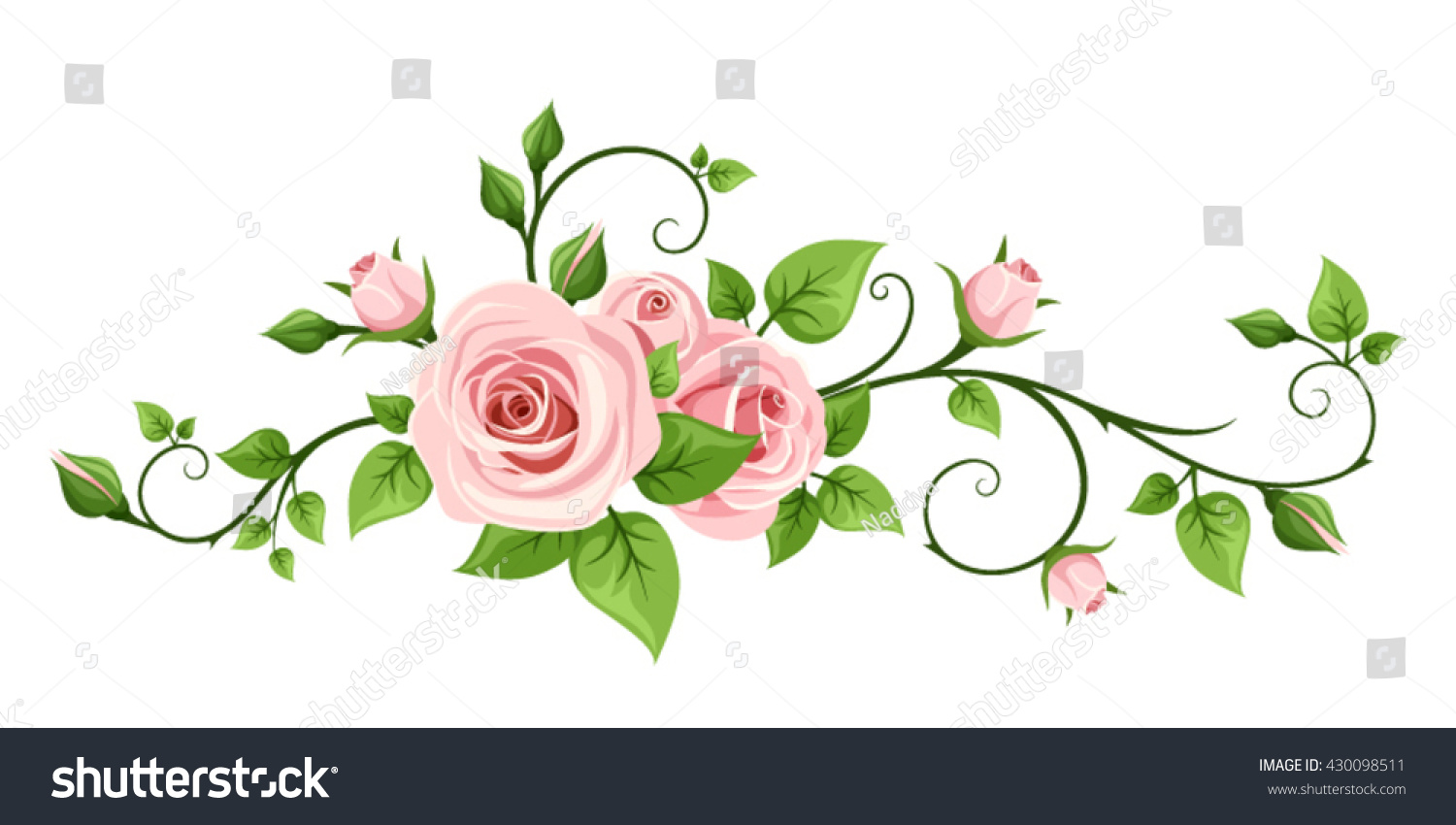 Vector Pink Rose Vine Isolated On Stock Vector 430098511 - Shutterstock