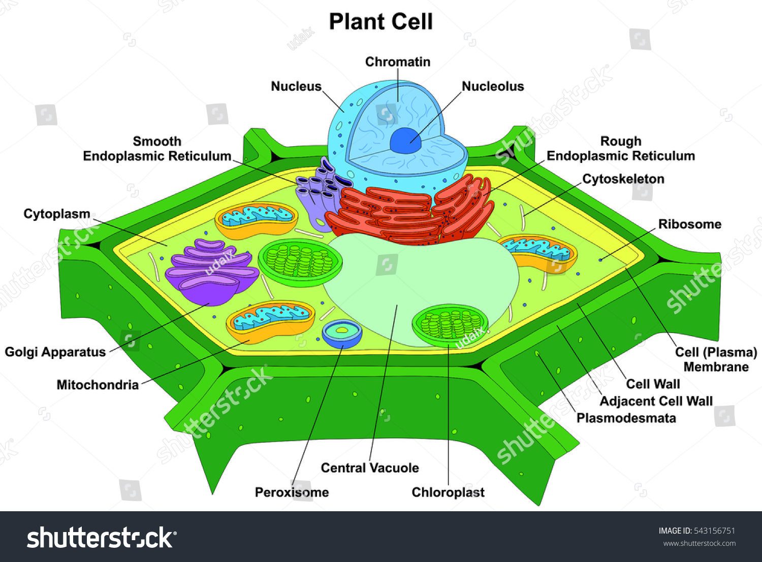 Vector Plant Cell Anatomy Diagram Structure Stock Vector ...
