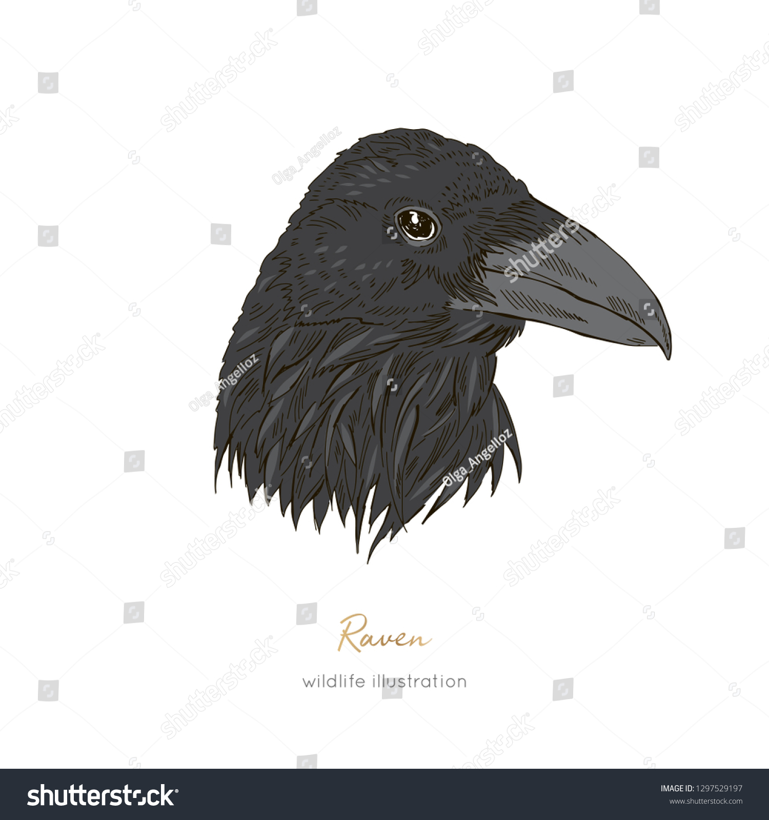 Common raven profile Stock Photo - Alamy
