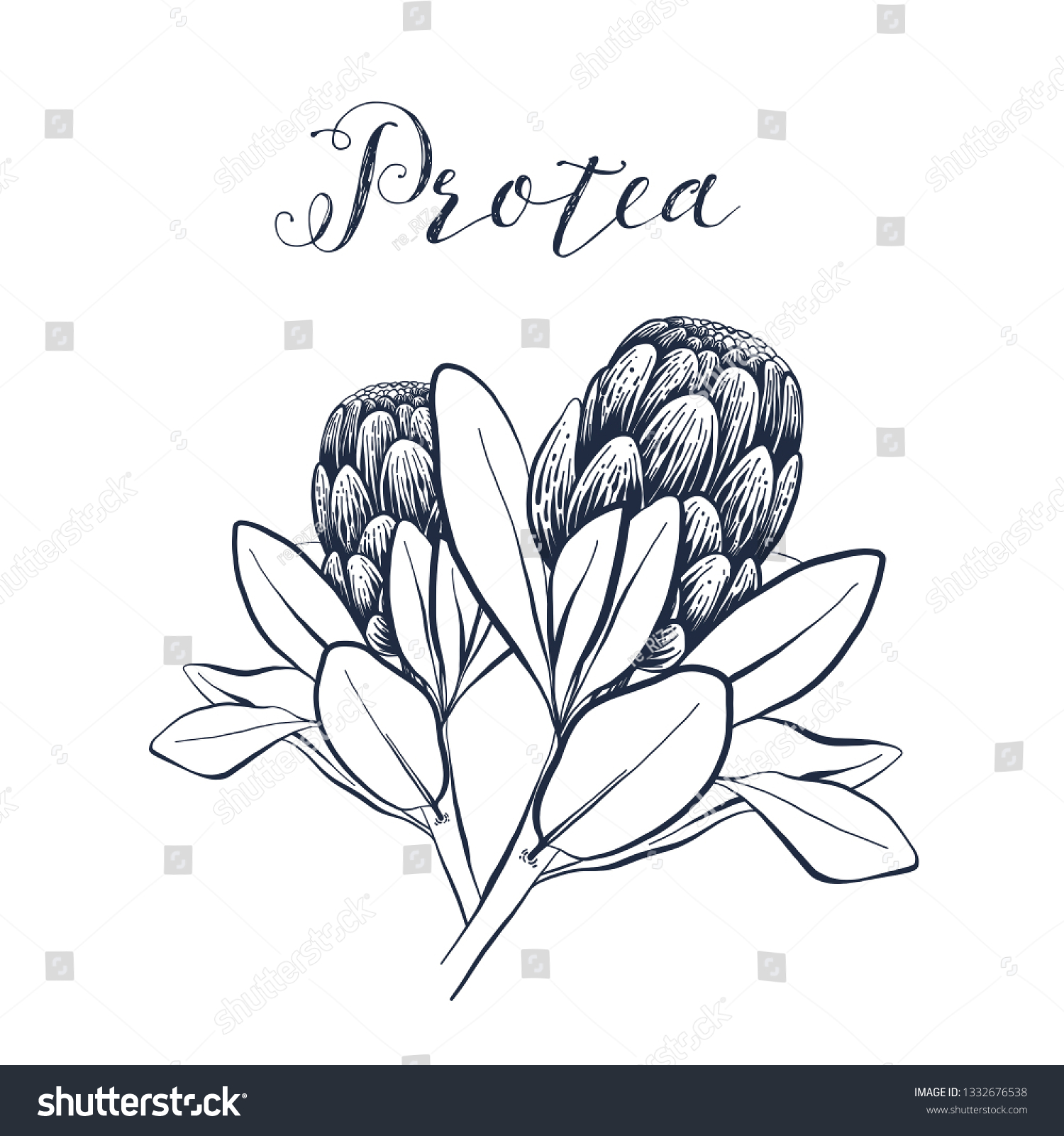Vector Protea Monochrome Botany Clipart On Stock Vector (Royalty Free ...