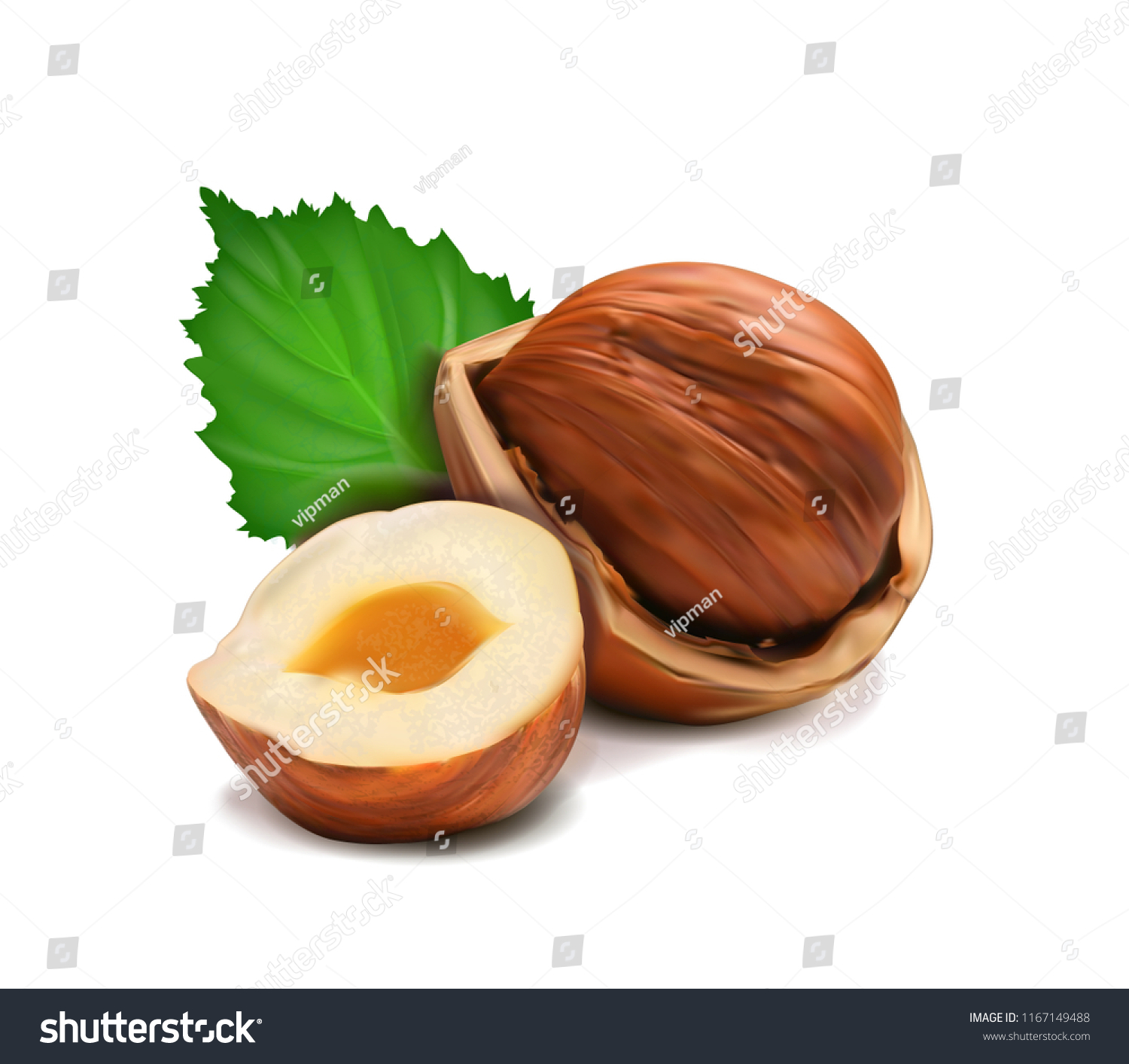 Download Vector Realistic Illustration Hazelnut Peeled Whole Stock Vector Royalty Free 1167149488 Yellowimages Mockups