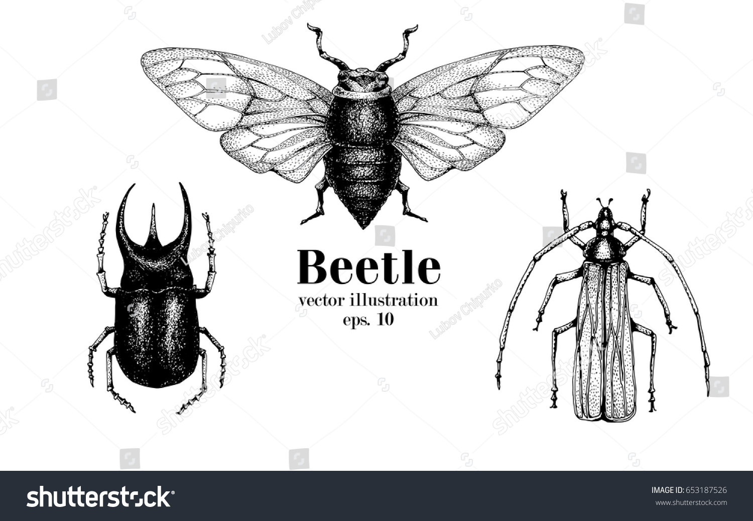 SVG of Vector retro hand drawn beetle set. Bug, dor, dorr, insect on a white background. Retro illustration svg