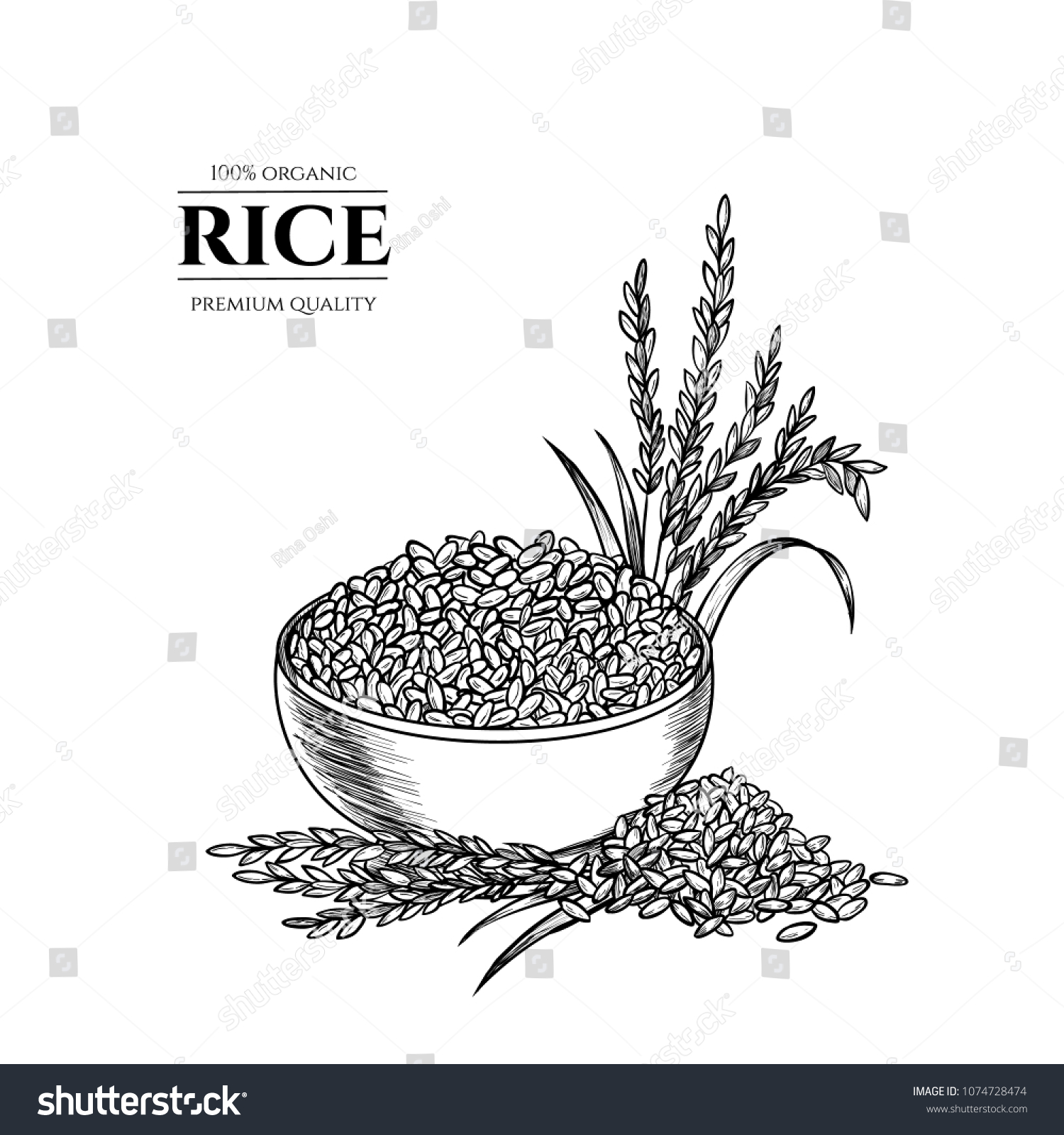 Vector Rice Hand Drawn Sketch Sketch Stock Vector (Royalty Free