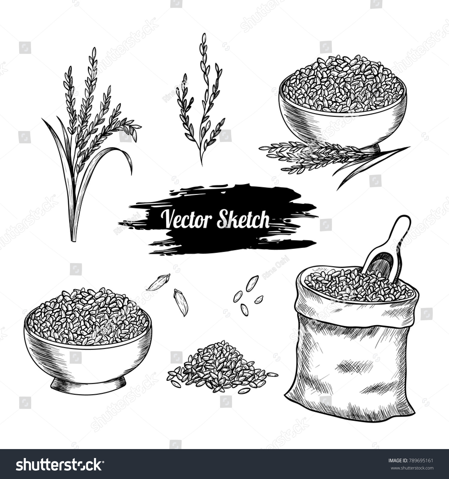 Vector Rice Hand Drawn Sketch Sketch Stock Vector (Royalty Free) 789695161