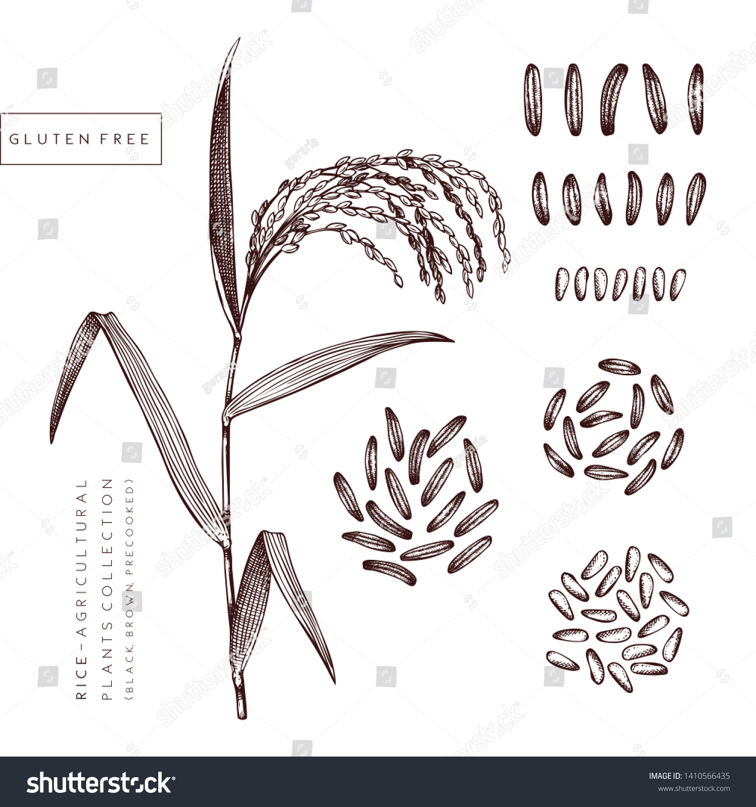 1,411 Rice botanical illustration Images, Stock Photos & Vectors