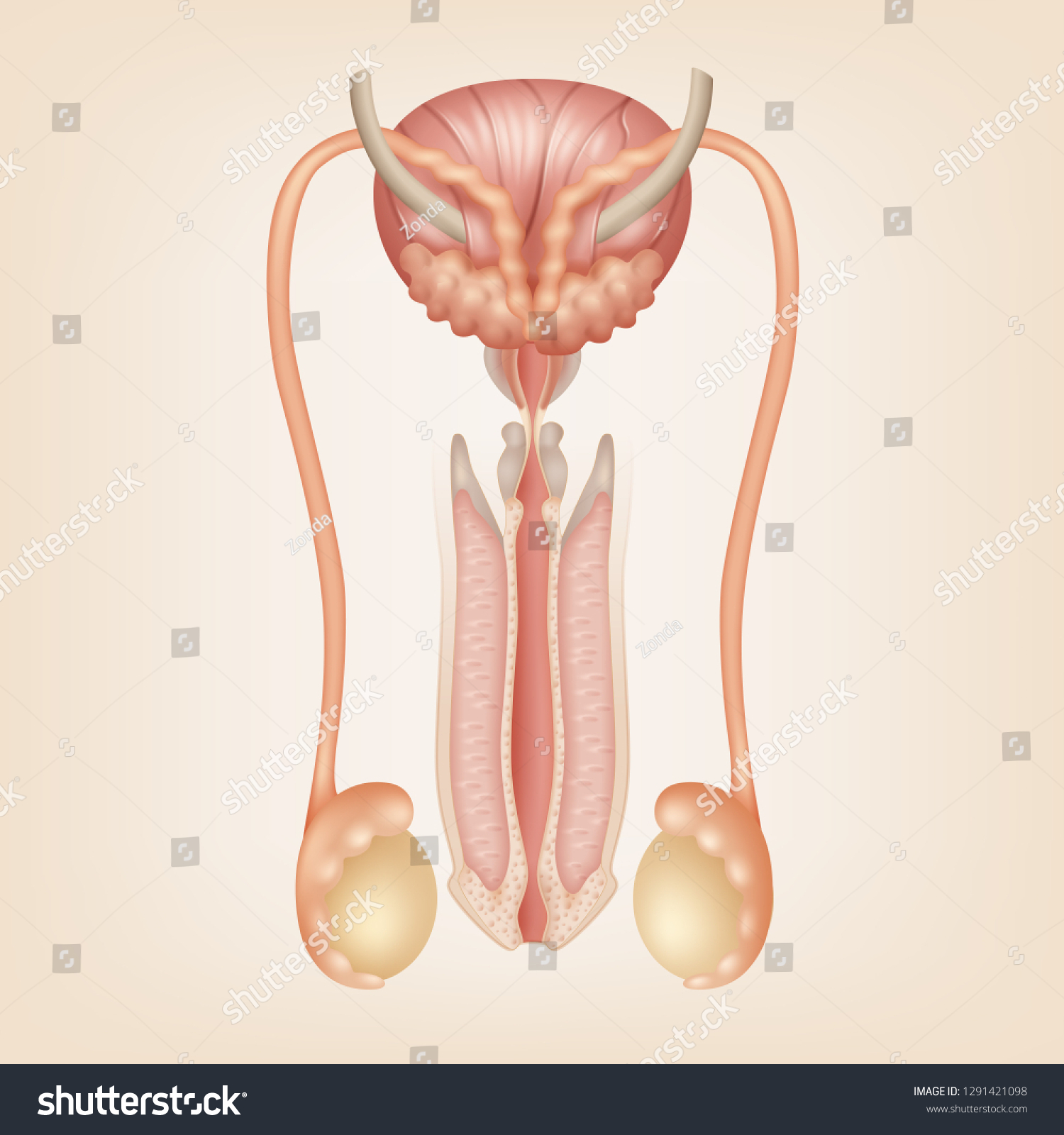 Vector Schematic Illustration Male Reproductive System Image Vectorielle De Stock Libre De 