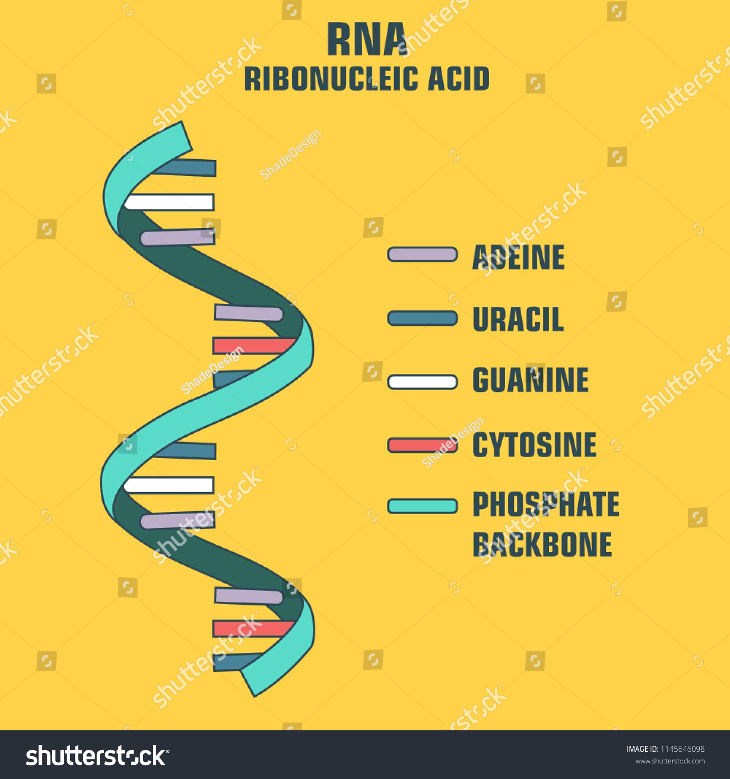 Vector Scientific Icon Spiral Rna Illustration 库存矢量图（免版税）1145646098