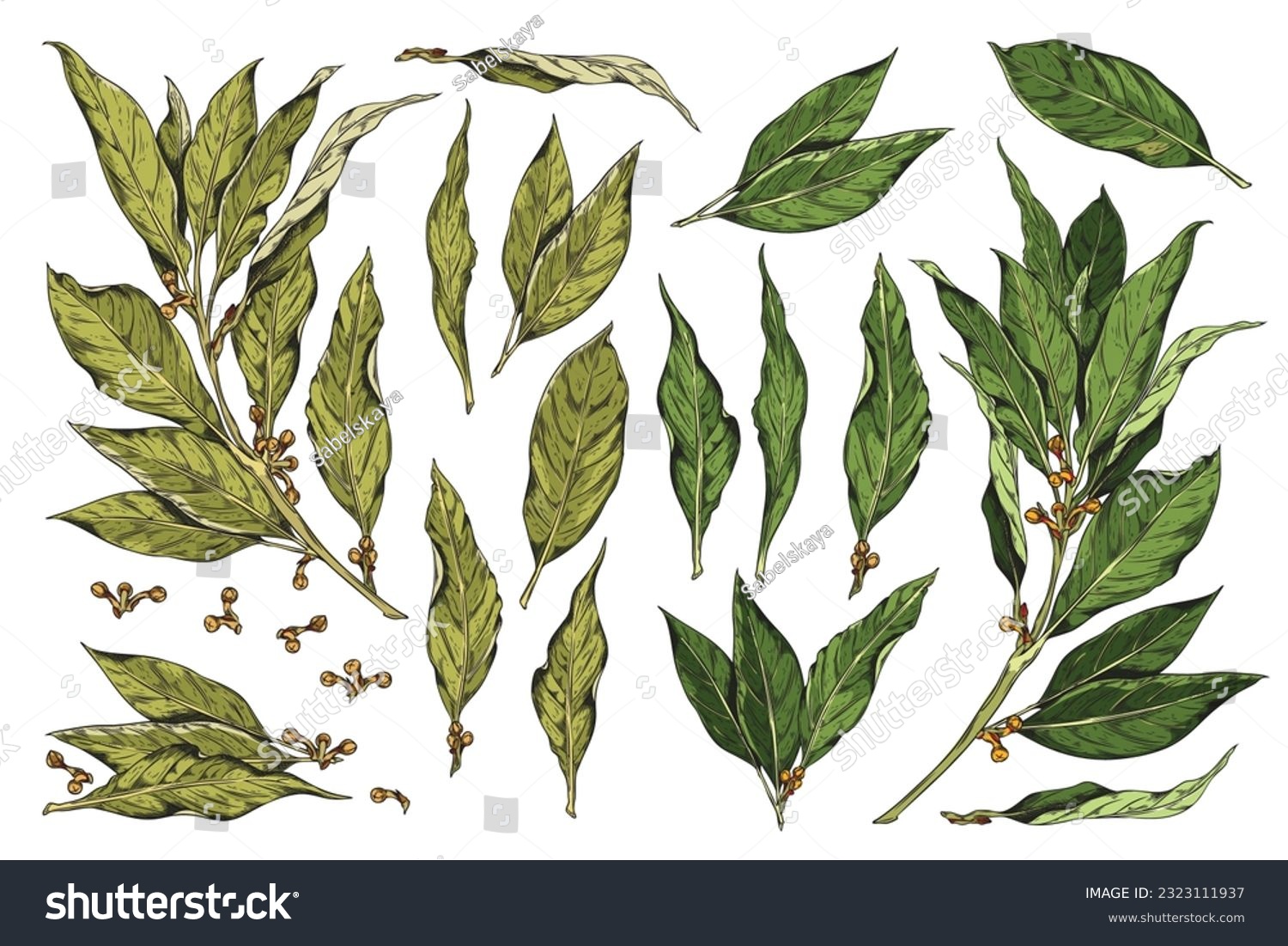SVG of Vector set hand drawn branch of bay leaf, dry bay leave with corns, pepper. Vintage collection on white background. Herbs, spices, natural flavors concept great for packaging, textile, fabric svg
