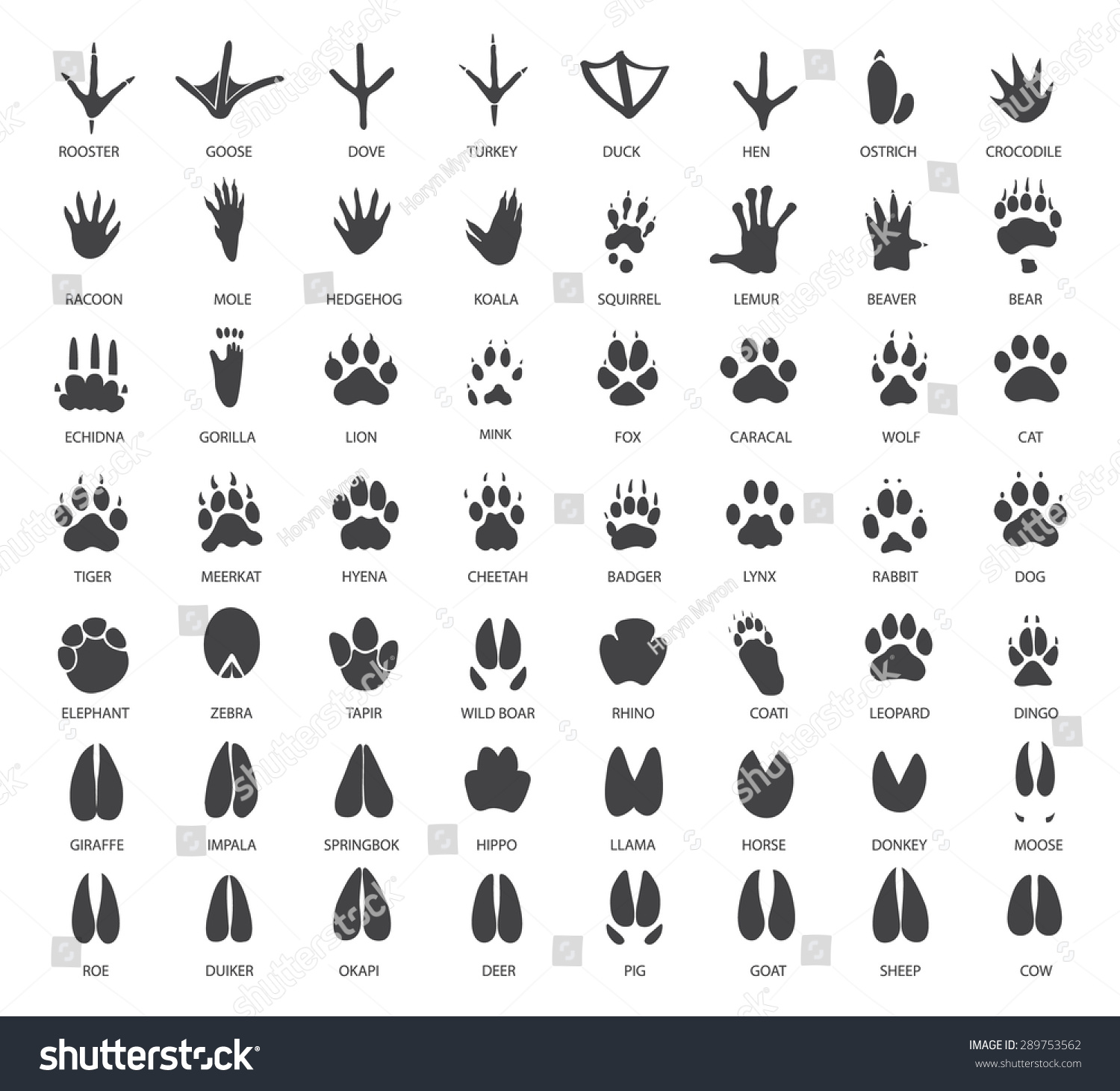 Vector Set Animal Tracks Stock Vector (Royalty Free) 289753562 ...