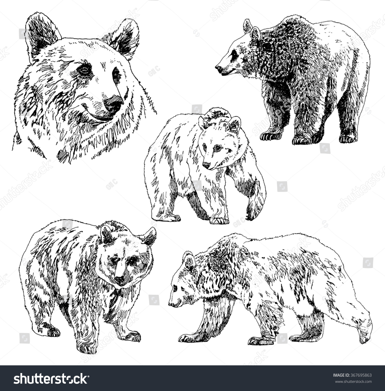 Vector Set Of Bears Sketch, Hand Drawing. Isolated On White Background ...