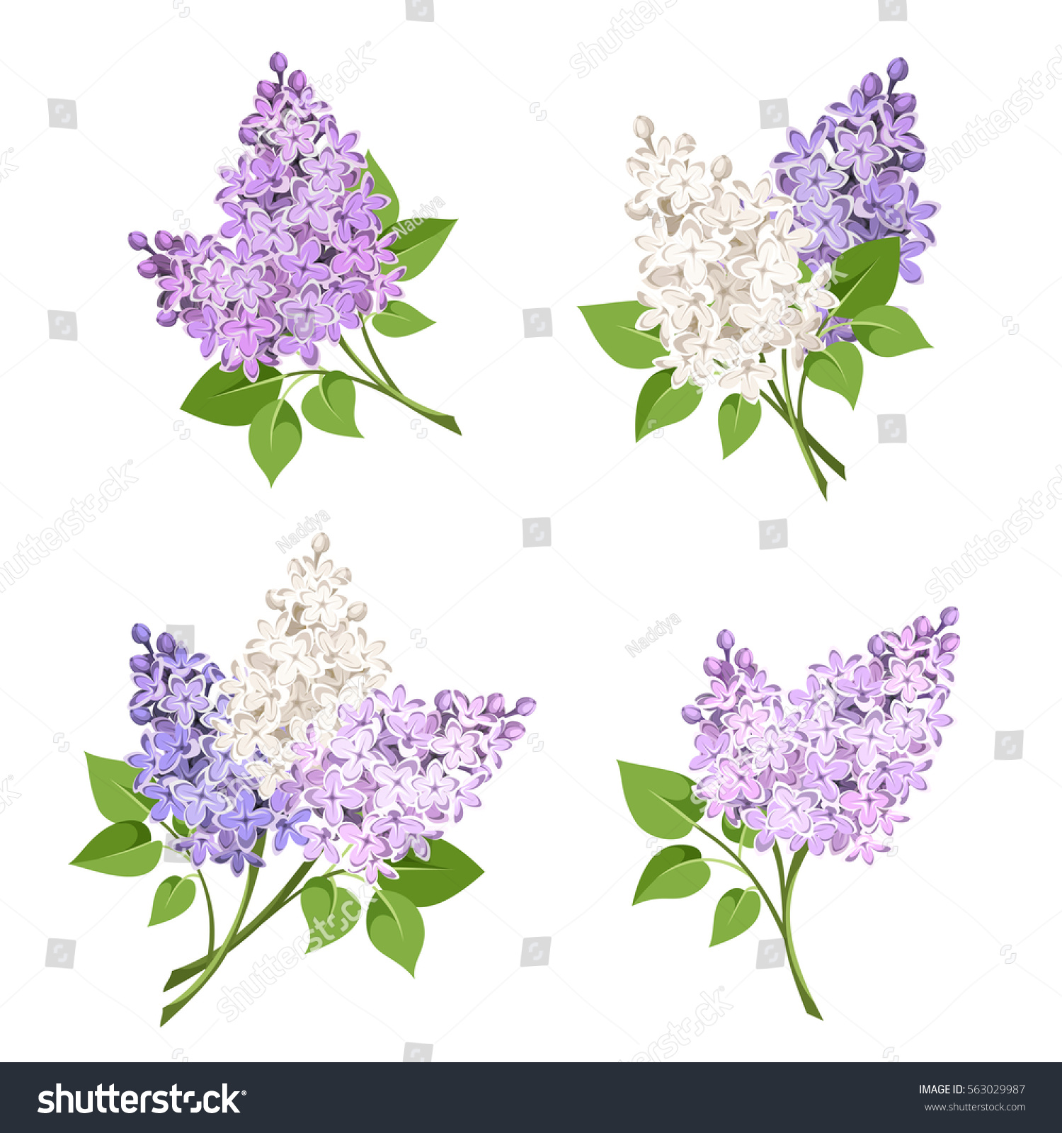 SVG of Vector set of branches of purple and white lilac flowers isolated on a white background. svg