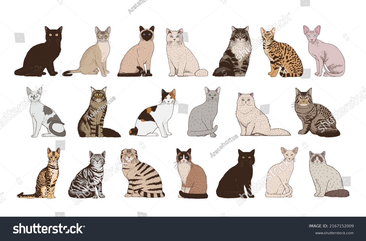 Vector Set Cat Breeds Stock Vector Royalty Free 2167152009 Shutterstock Vector Set Cat Breeds Stock Vector Royalty Free 2167152009 Shutterstock