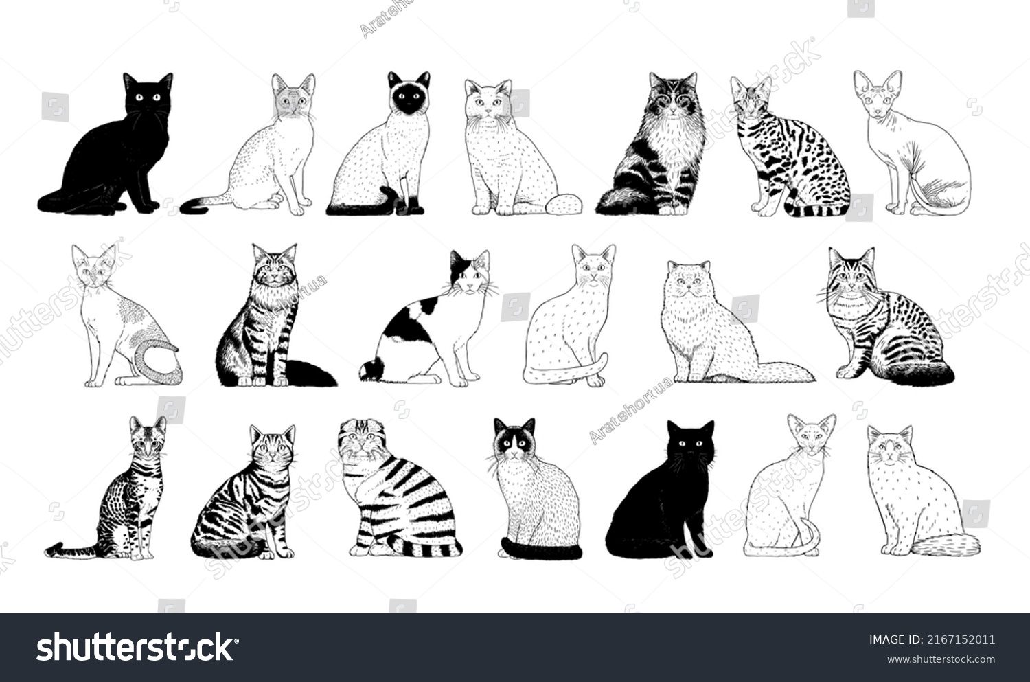 Vector Set Cat Breeds Stock Vector Royalty Free Shutterstock