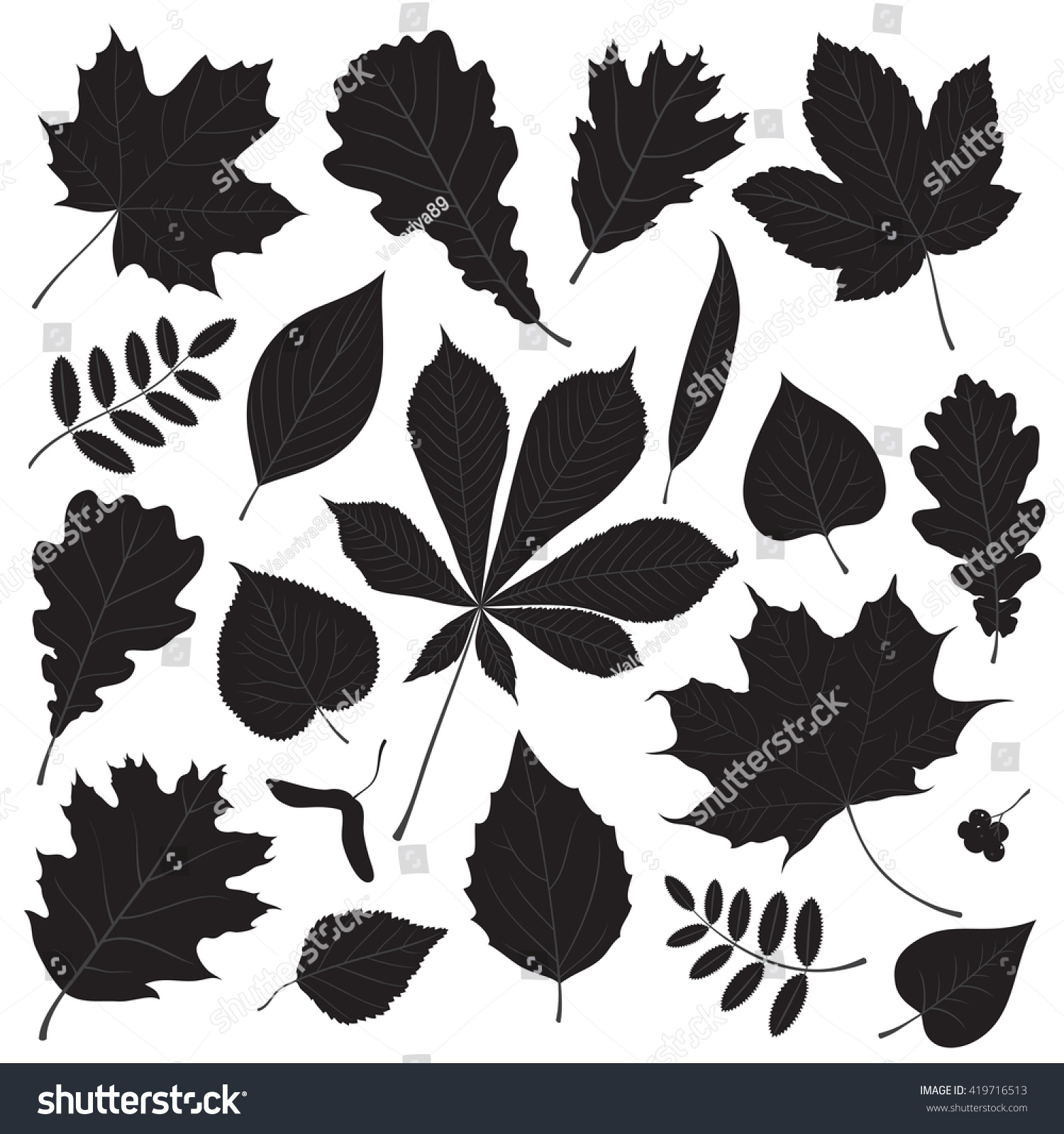 Vector Set Different Isolated Tree Leaf Stock Vector (Royalty Free ...