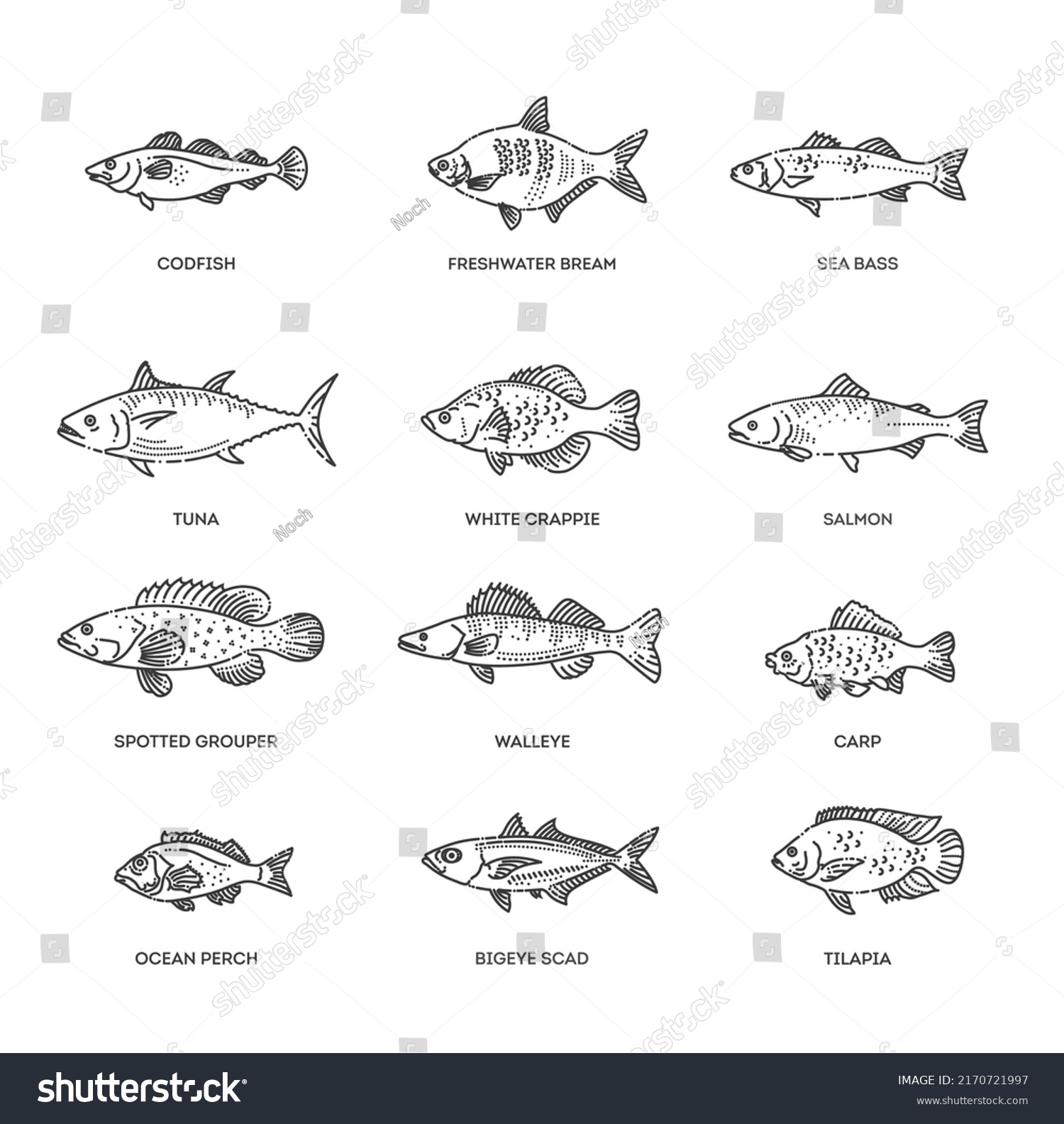 2,811 Bream fish Stock Vectors, Images & Vector Art | Shutterstock