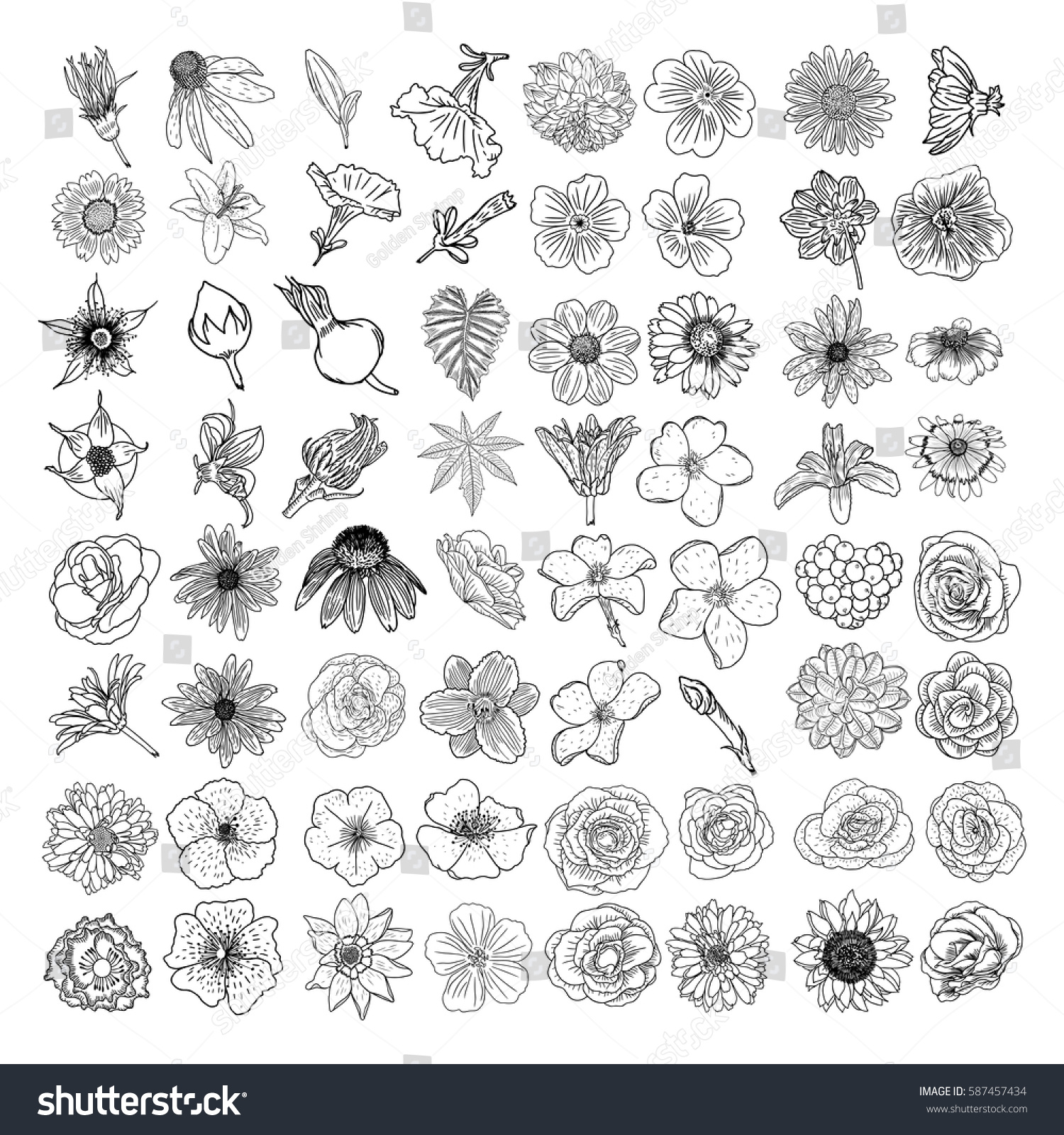 Vector Set Flowers Black White Collection Stock Vector (Royalty Free ...