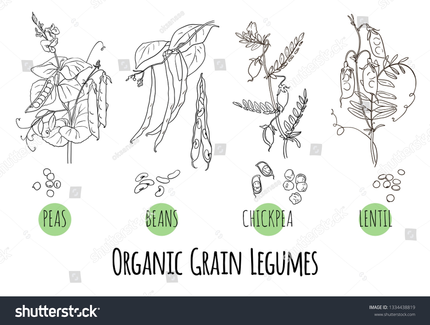 vector set grain legumes pulses plants stock vector royalty free 1334438819 https www shutterstock com image vector vector set grain legumes pulses plants 1334438819