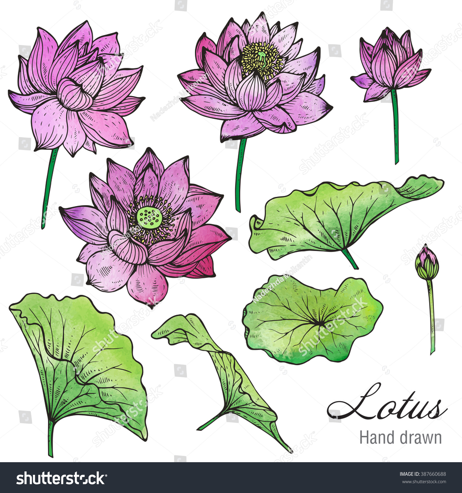 Vector Set Hand Drawn Lotus Flowers à¹€à¸§à¸ à¹€à¸•à¸­à¸£à¹Œà¸ªà¸•à¹‡à¸­à¸  387660688 - Shutterstock