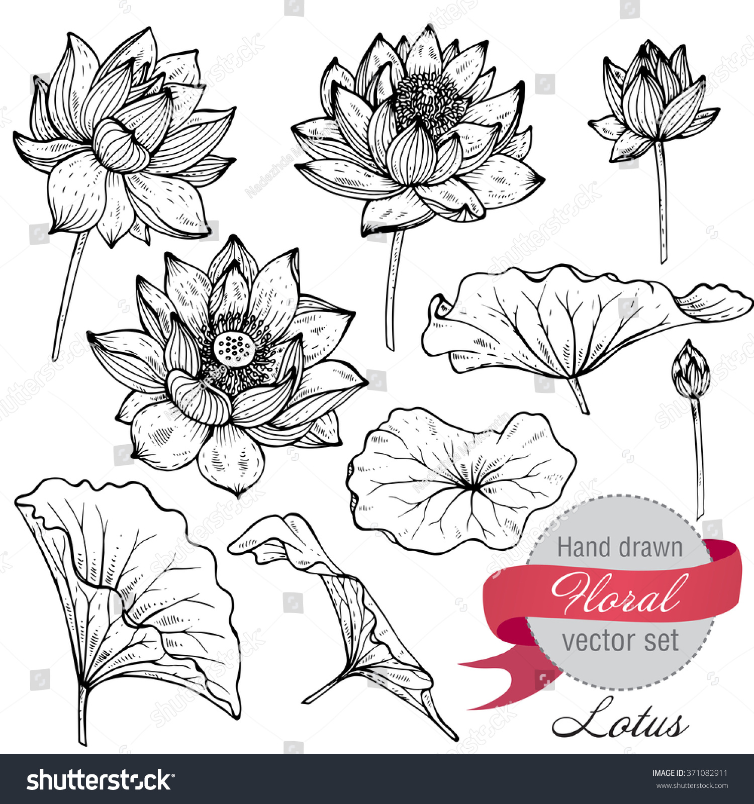 手描きの蓮の花と葉のベクター画像セット グラフィックスの白黒スタイルで花柄の植物コレクションをスケッチ のベクター画像素材 ロイヤリティフリー