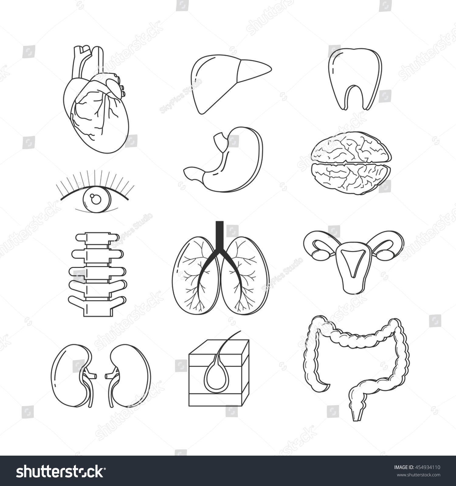 Vector Set Of Human Body Organs. Anatomy Design Elements And Icons ...