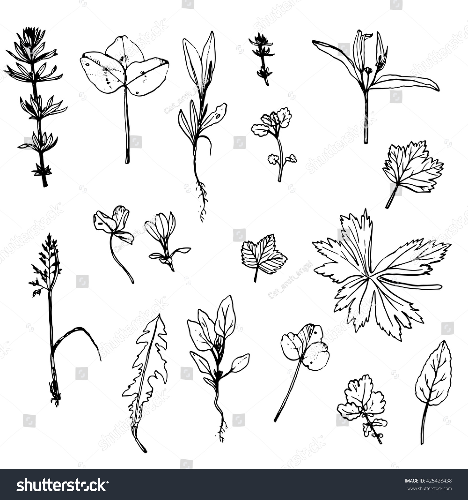 Vector Set Ink Drawing Wild Flowers Stock Vector 425428438 - Shutterstock