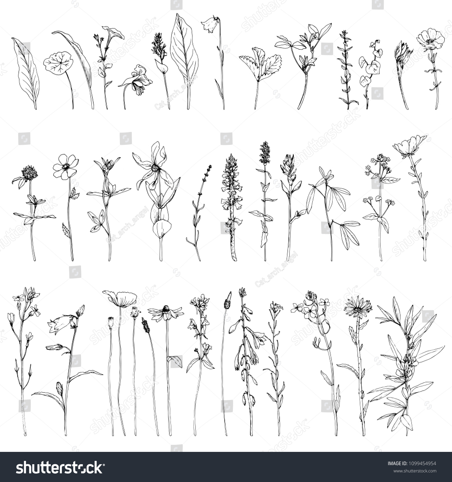 Vector Set Ink Drawing Wild Plants Stock Vector (Royalty Free) 1099454954