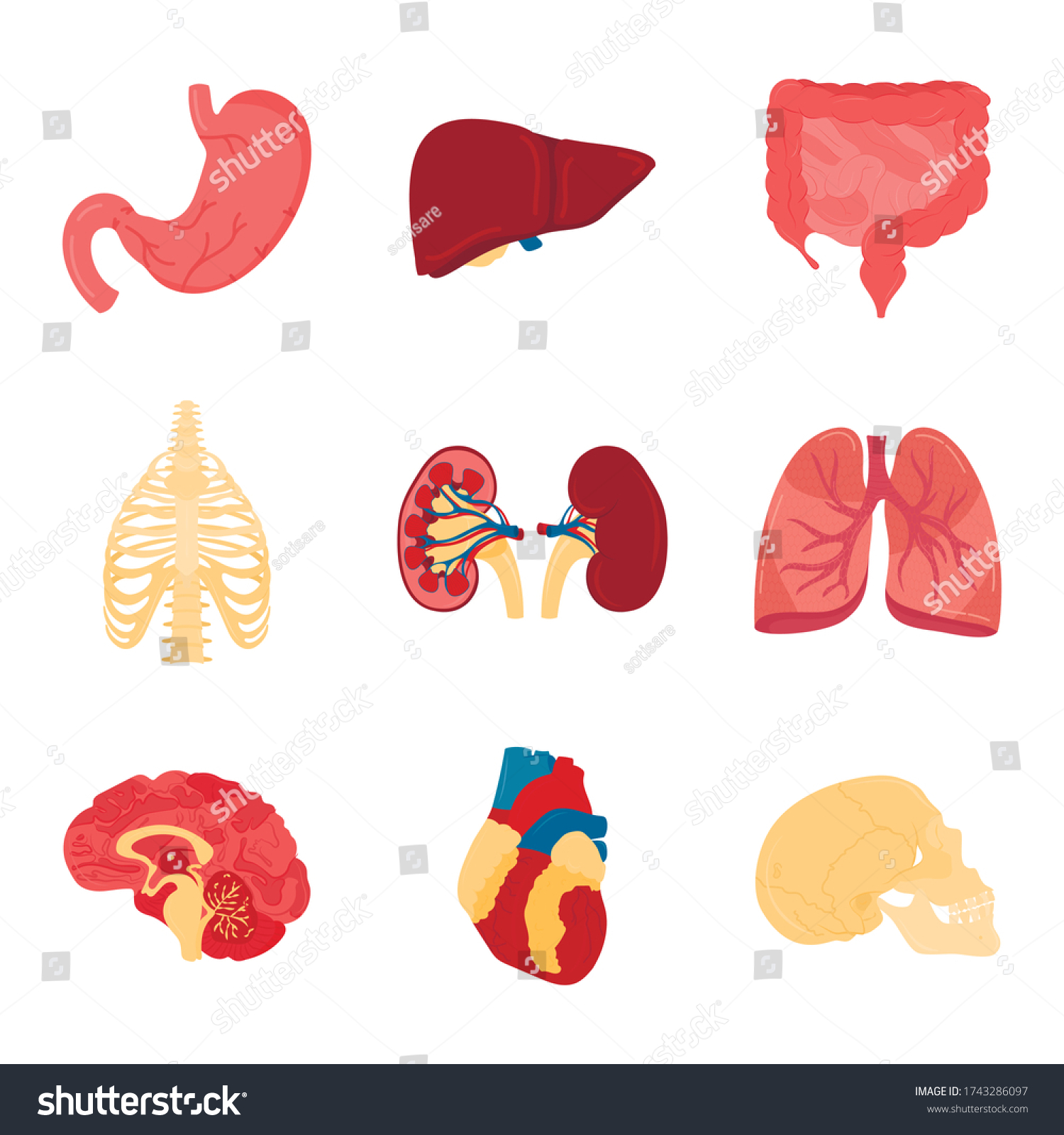 Vector Set Isolated Human Organs Illustration Stock Vector (Royalty ...