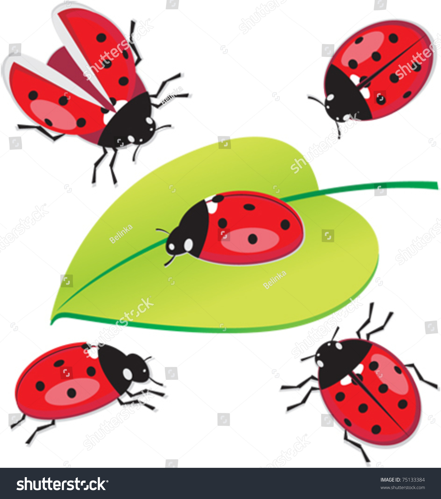 Vector Set Of 5 Ladybug - 75133384 : Shutterstock