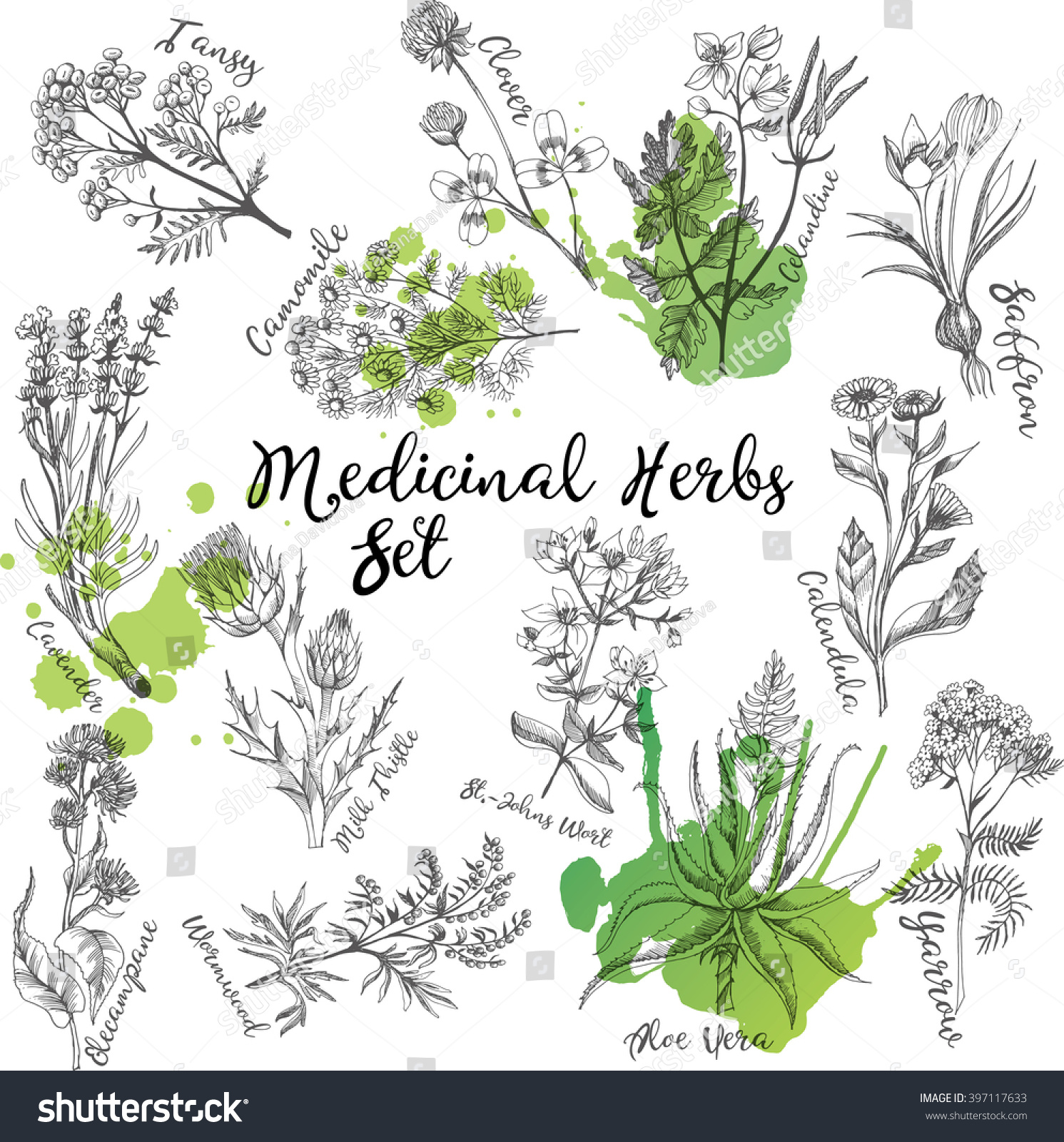 Vector Set Medicinal Herbs Sketches Stock Vector 397117633 - Shutterstock