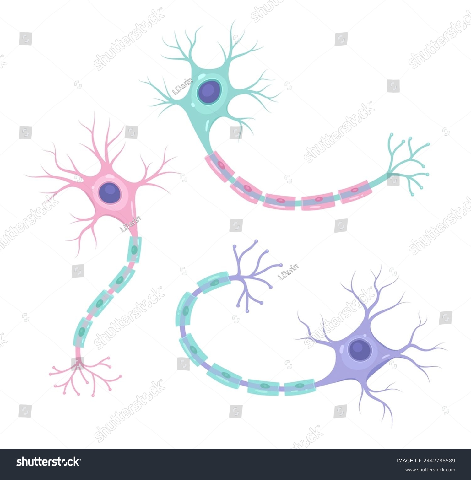SVG of Vector set of neurons (nerve cell axon and myelin sheath svg