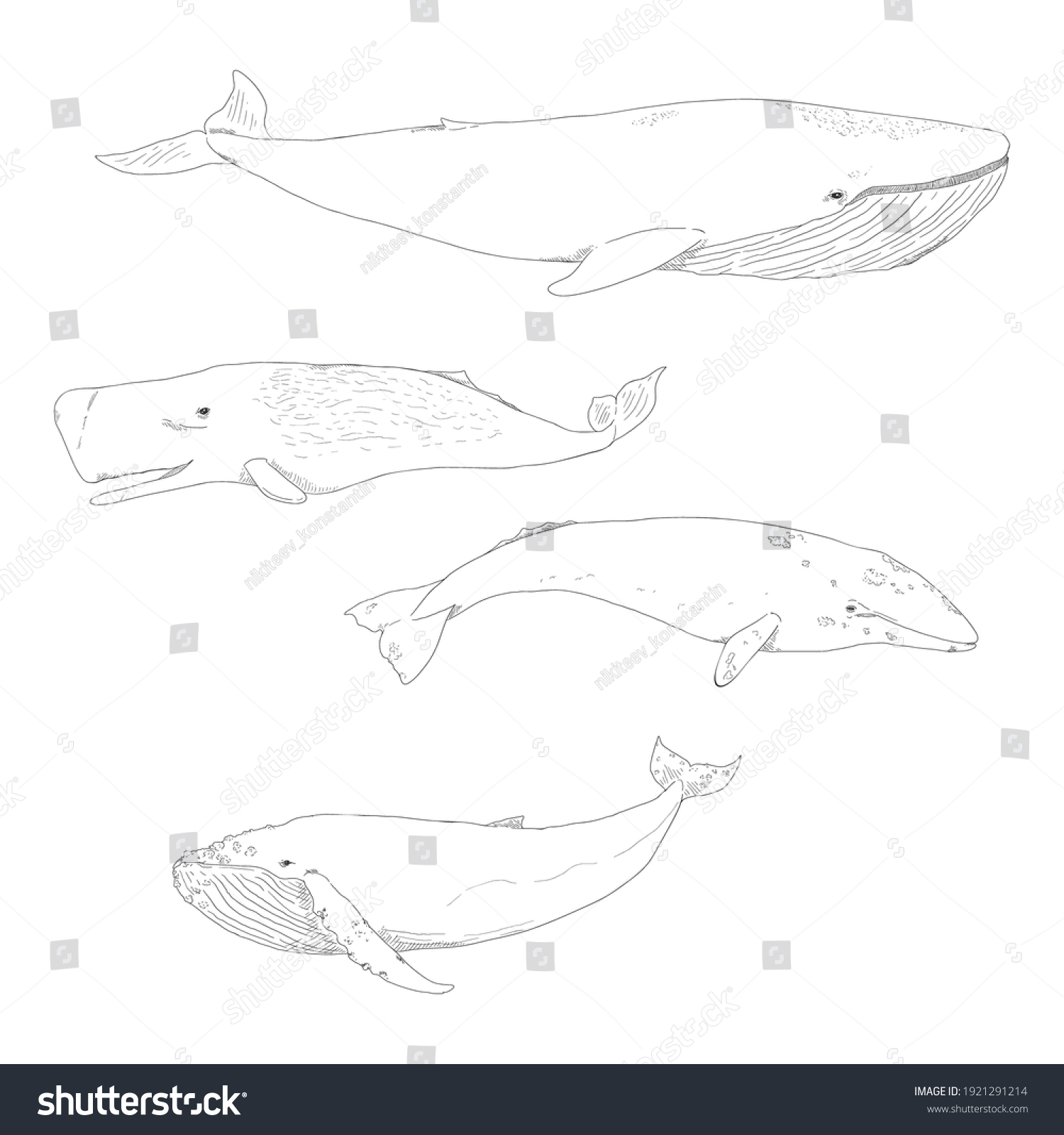 Vector Set Sketch Whales Blue Whale Stock Vector (Royalty Free ...