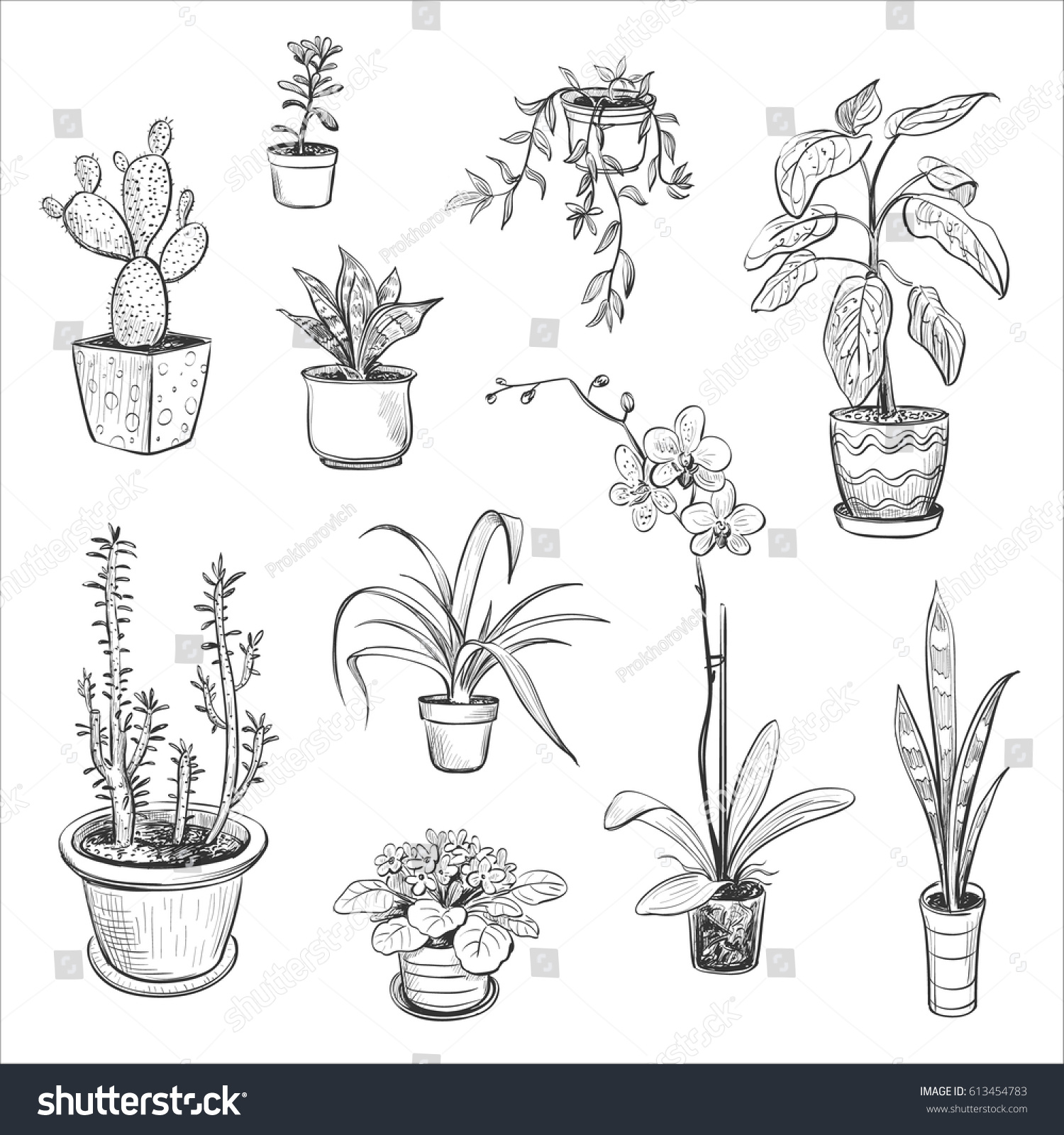 Vector Set Sketches House Plants Isolated Stock Vector 613454783