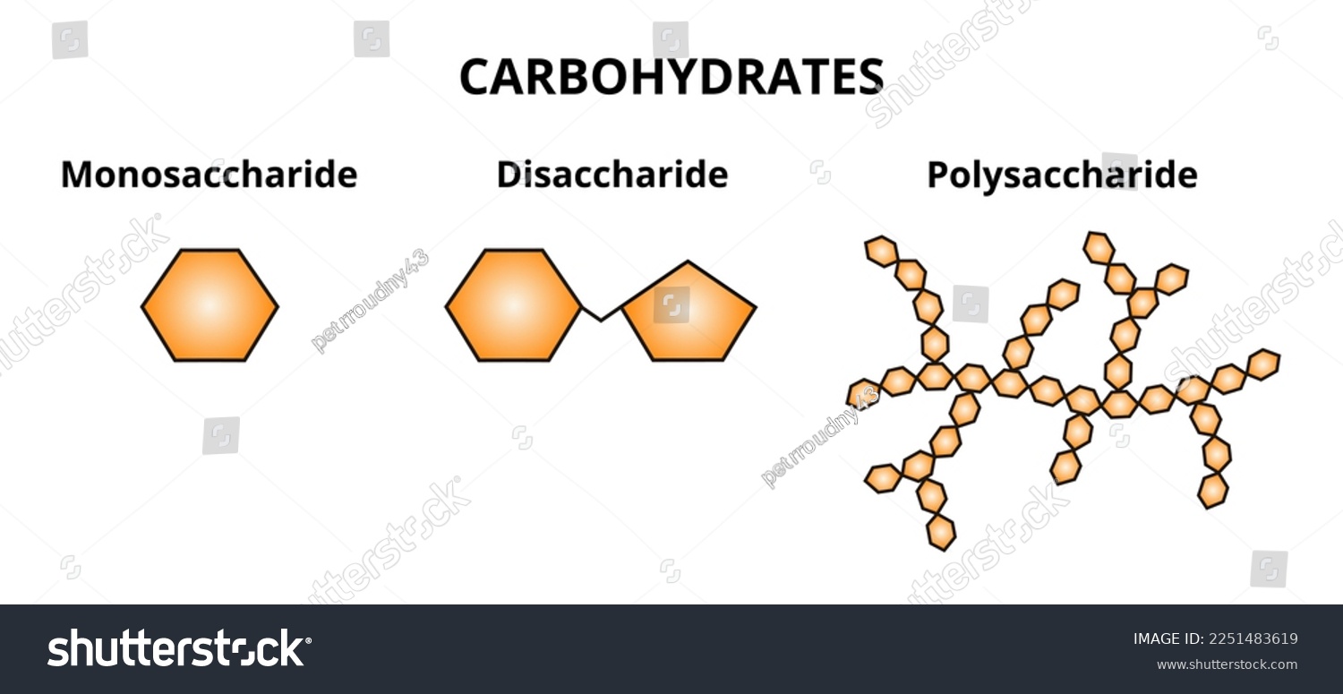 SVG of Vector set of three categories of carbohydrates – monosaccharide, disaccharide and polysaccharide. The simplest sugars, two monosaccharides linked together, polymers containing more monosaccharides. svg