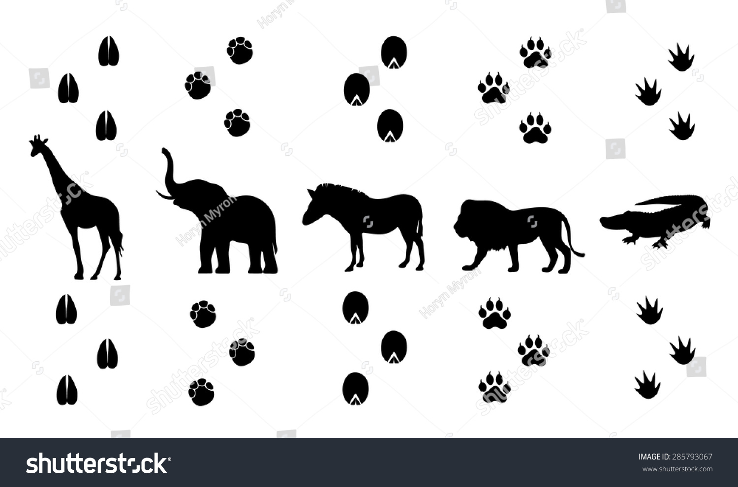 Vector Set Walking Safari Animal Tracks Stock Vector 285793067 ...