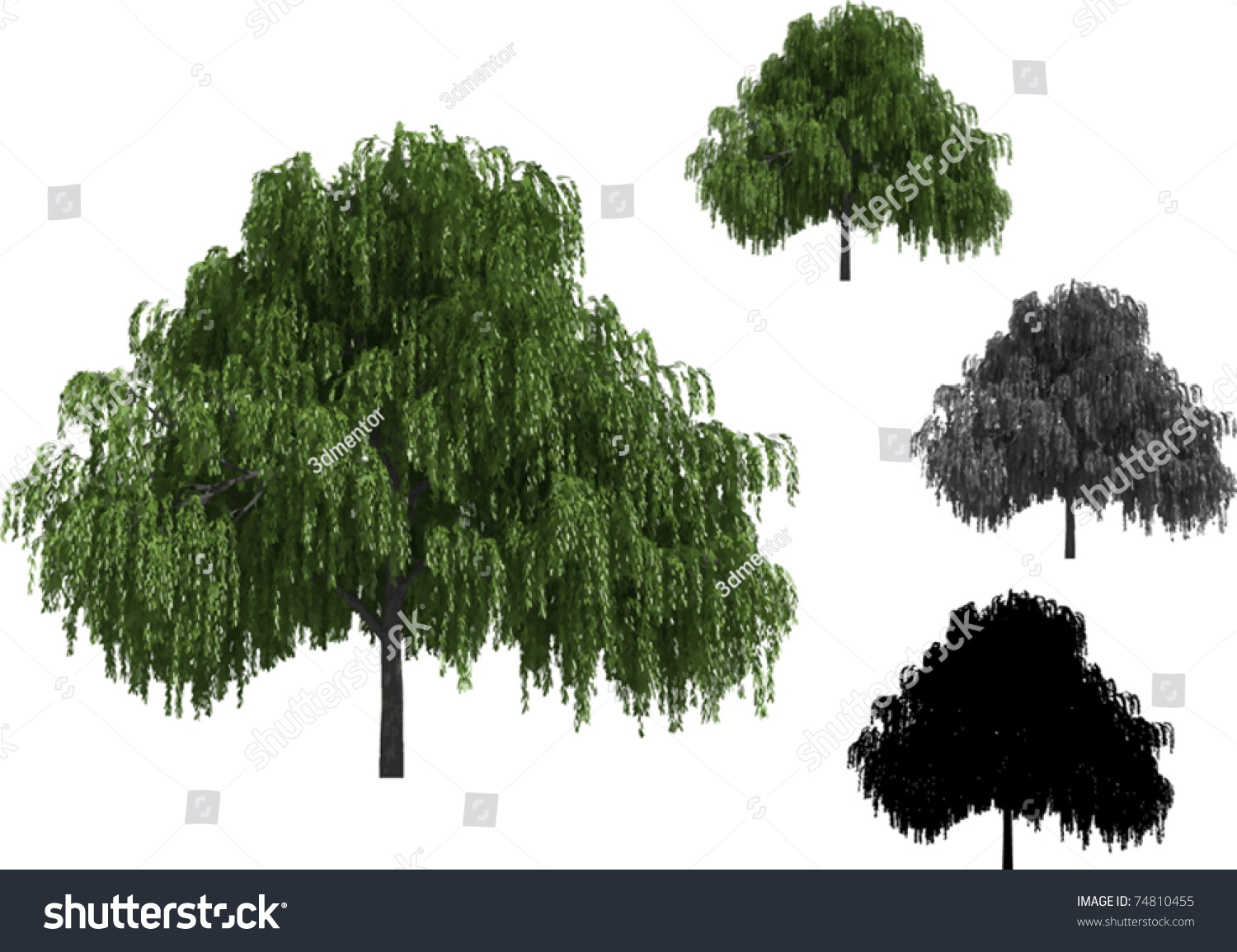 Vector Set Of Willow Trees - 74810455 : Shutterstock
