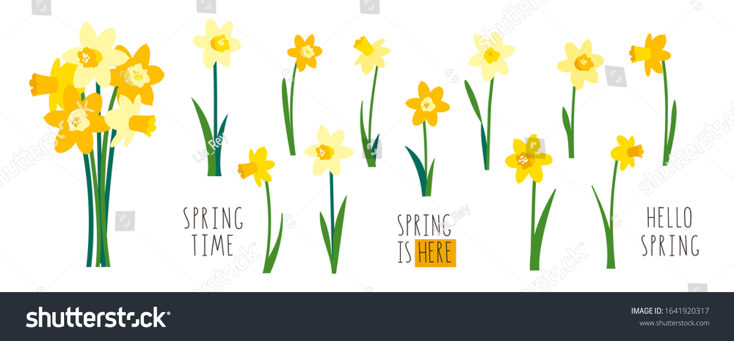 SVG of Vector set of yellow daffodils isolated on white background. Early spring garden flowers. Bouquet of narcissuses. Clip art for bright festive greeting card, poster, banner. Handwritten lettering svg