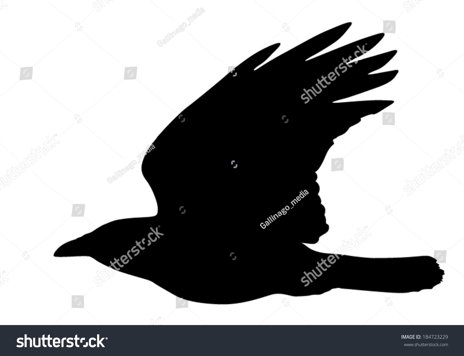 Vector Silhouette Of The Crow In Flight. - 184723229 : Shutterstock
