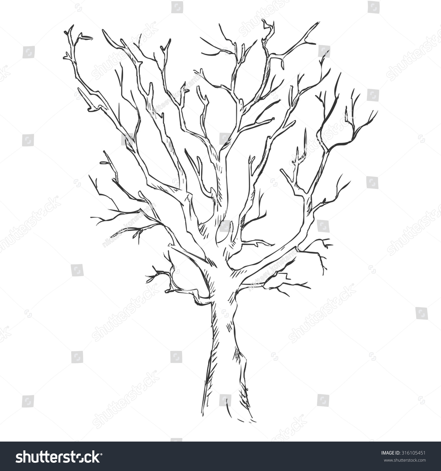 Vector Single Sketch Bare Tree Stock Vector 316105451 - Shutterstock