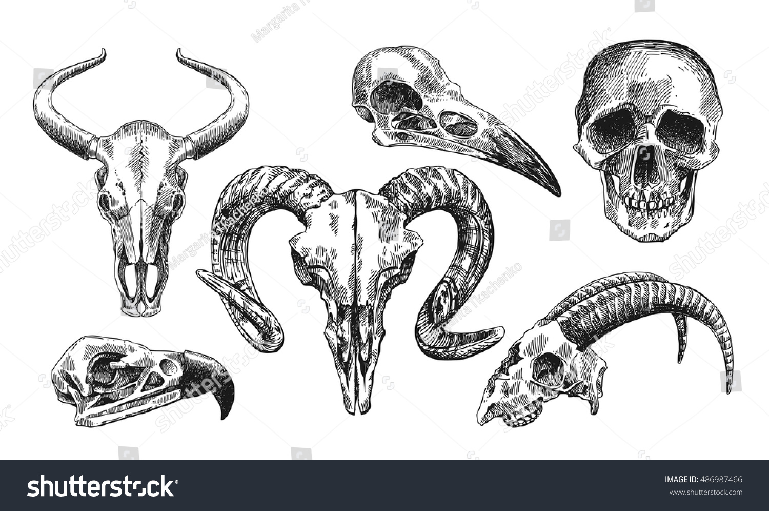 Vector Sketch Illustration Animal Skull Drawing Stock Vector 486987466