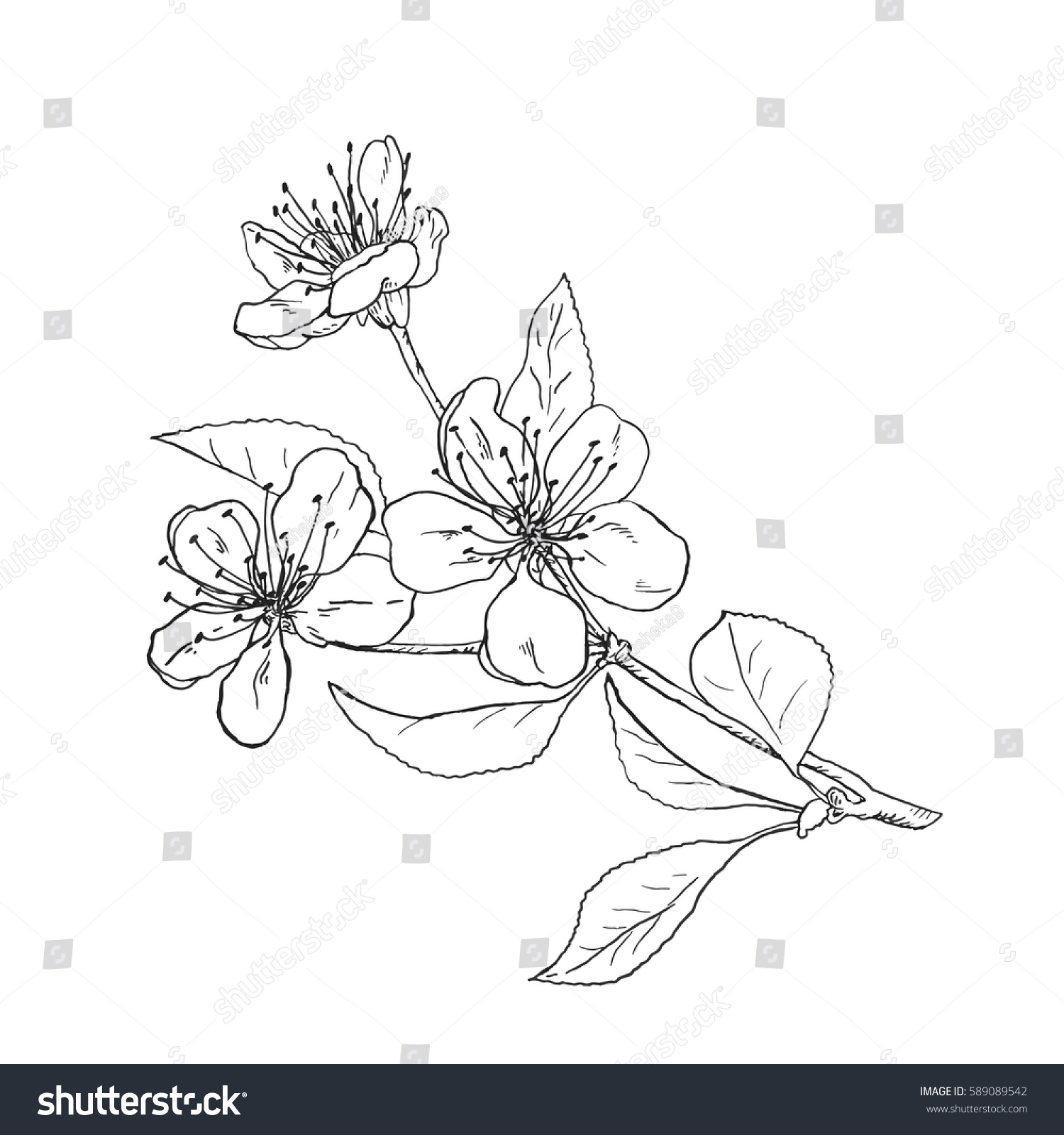 Vector Sketch Illustration Apple Tree Flower Stock Vector Royalty Free