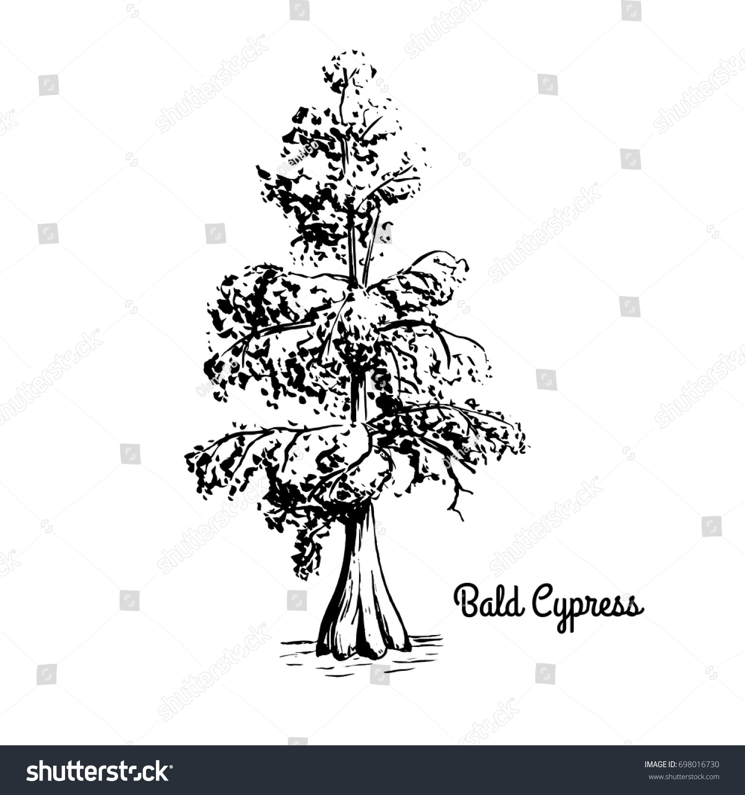 SVG of Vector sketch illustration of Bald Cypress. Black silhouette of Swamp cypress isolated on white background. Coniferous state tree of Louisiana. Symbol of southern swamps svg