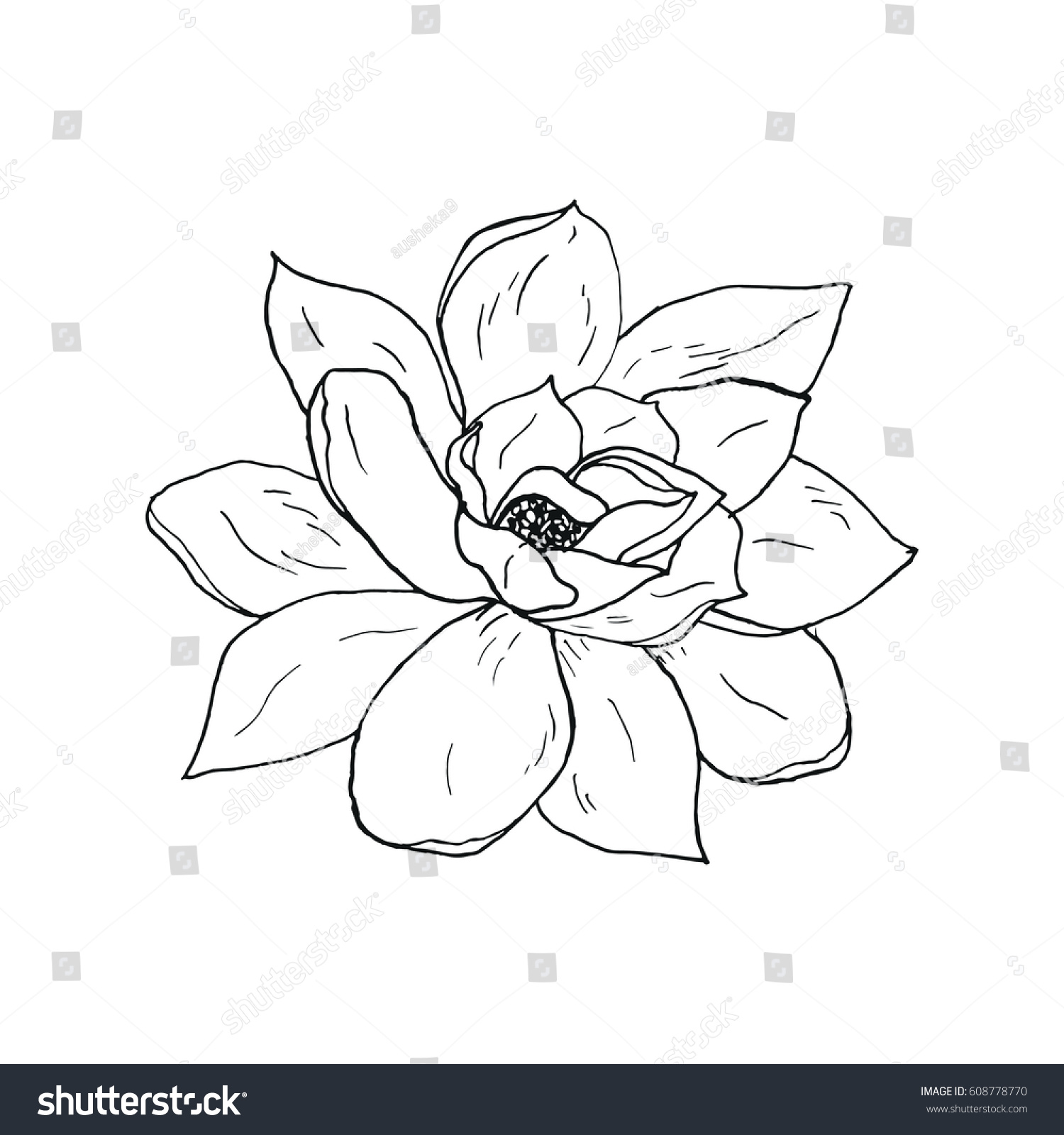 Vector Sketch Illustration Magnolia Flower Blossom Stock Vector