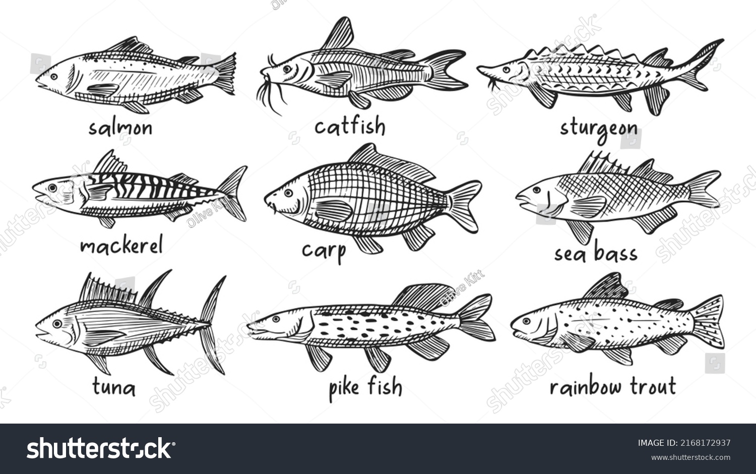 Vector Sketch Illustrations Various Sea Fish Stock Vector (Royalty Free ...