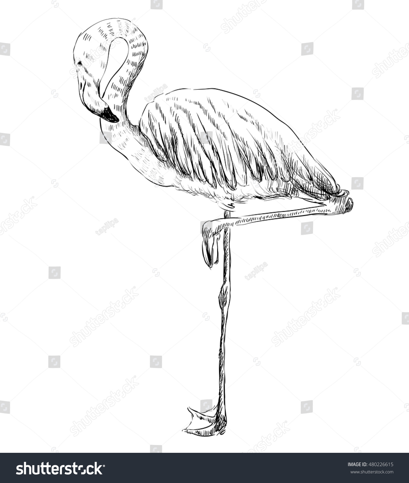 Vector Sketch Flamingo Hand Drawn Illustration Stock Vector (Royalty ...