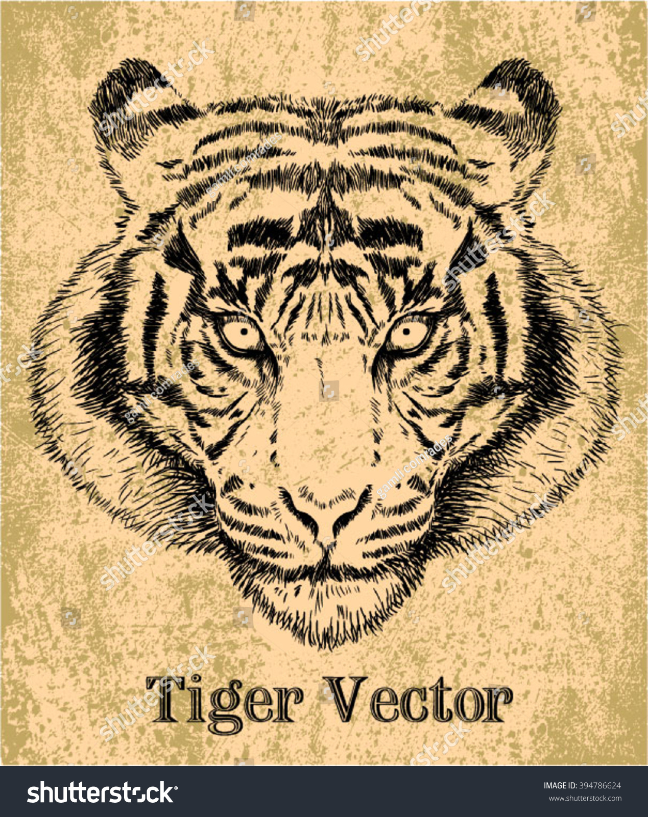 Vector Sketch Tigers Face Stock Vector 394786624 - Shutterstock