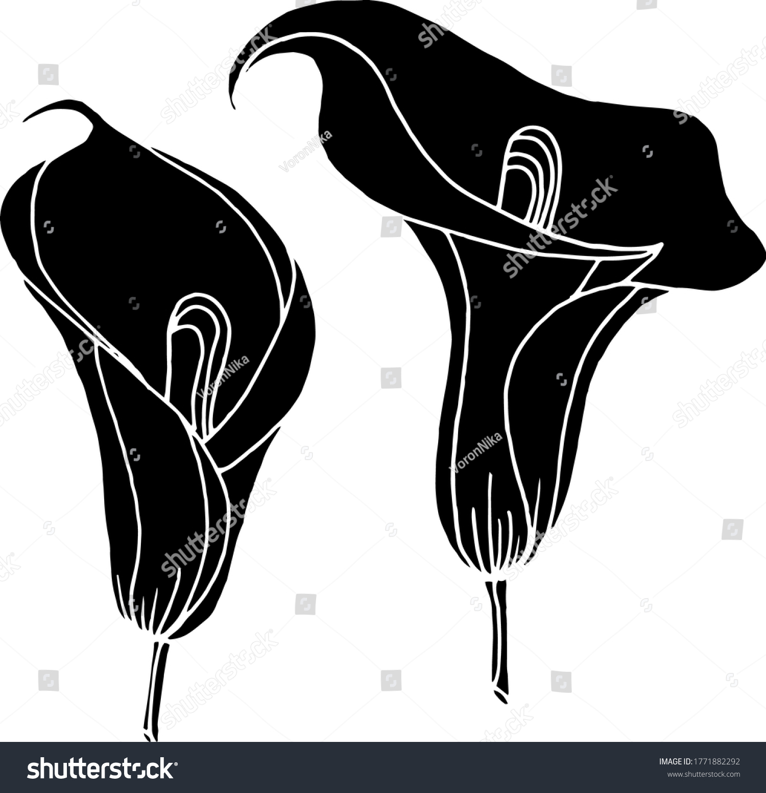 Vector Sketch Calla Lily Flowers Nature Stock Vector (Royalty Free ...